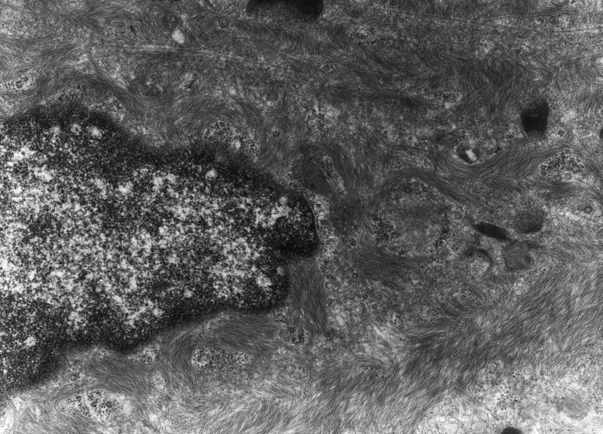 Rana catesbeiana (Plasma membrane) - CIL:10433