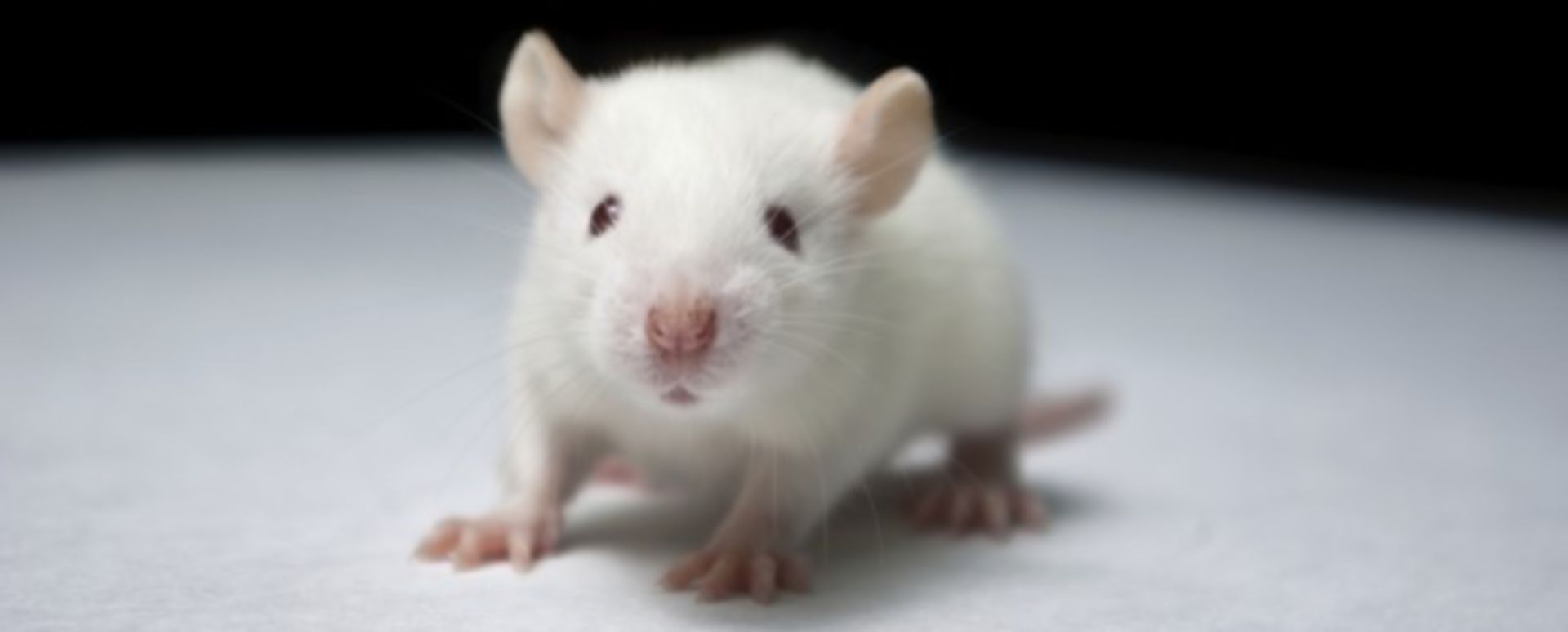 Paralyzed rats walk again: Hope for spinal cord injury patients? - DocCheck