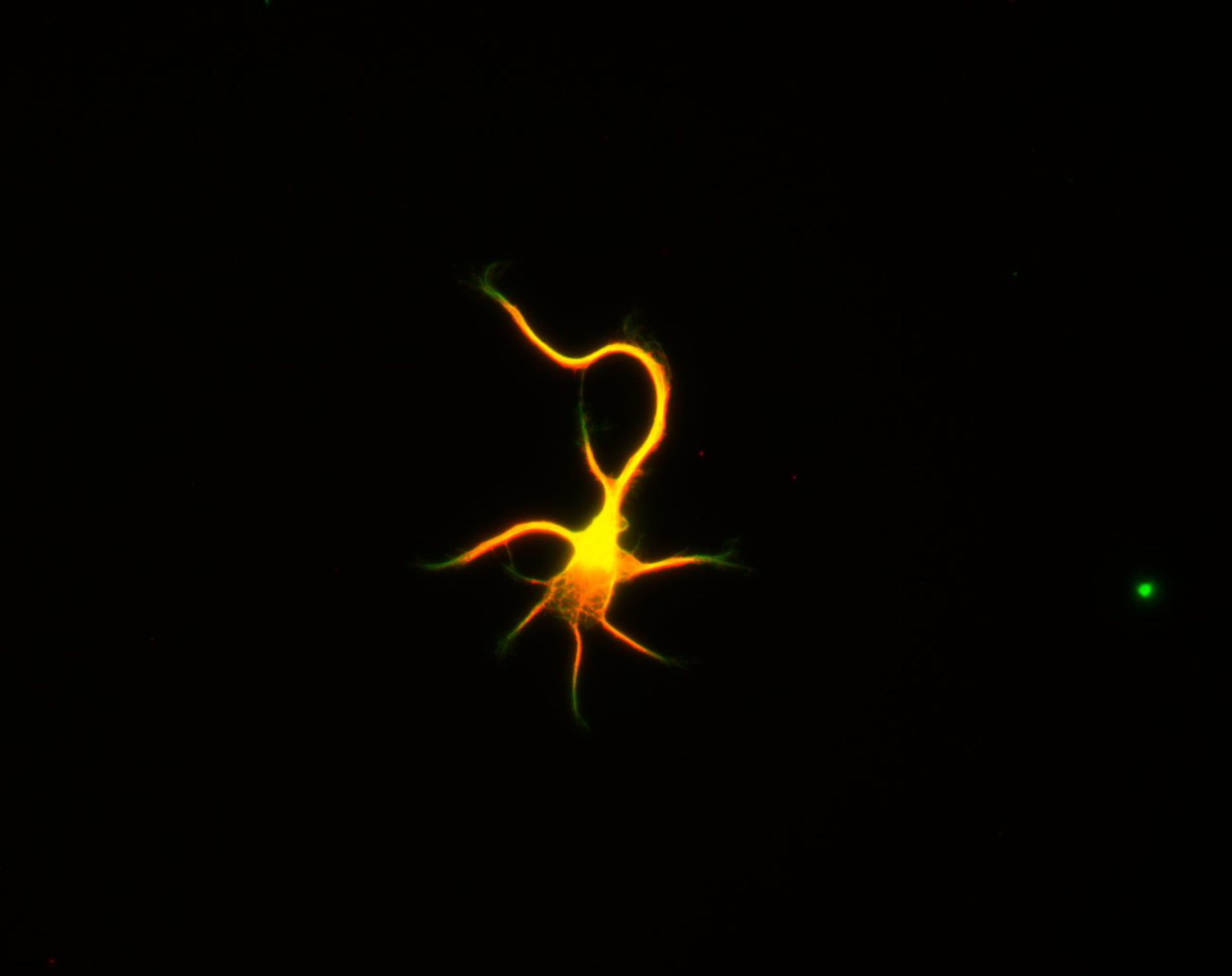 Rattus (Dendrite) - CIL:8465