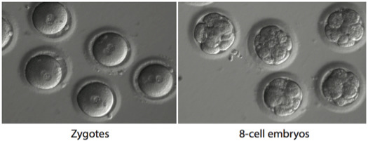 zygotes-embryos
