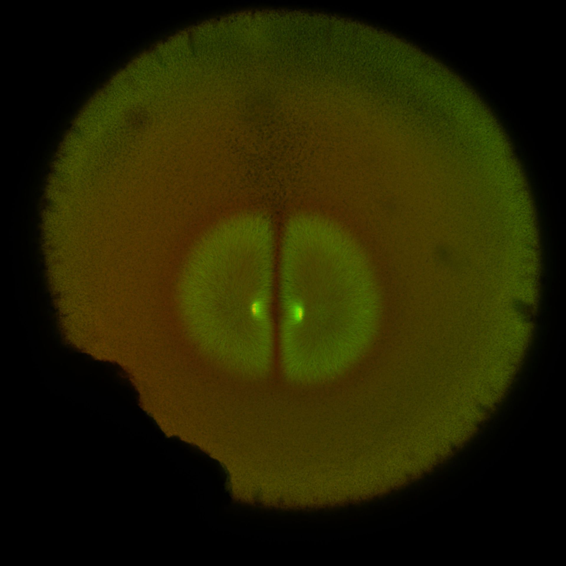 Xenopus laevis (DNA) - CIL:36582