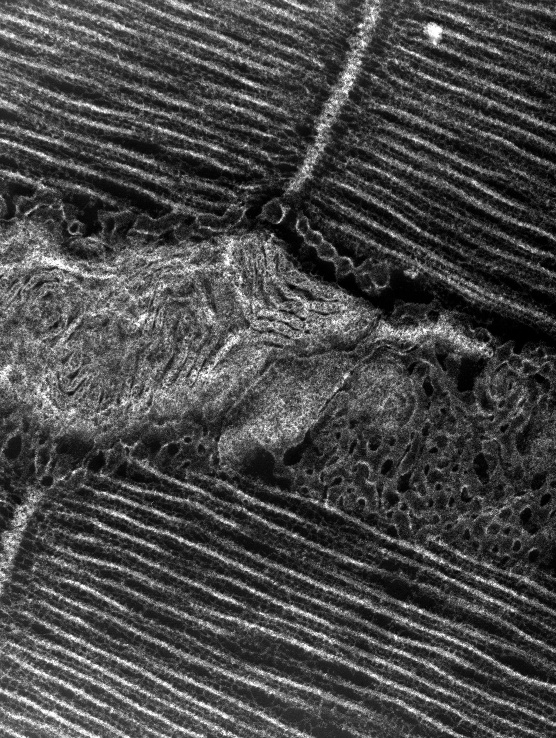 Damselfly (T-tubule) - CIL:36123