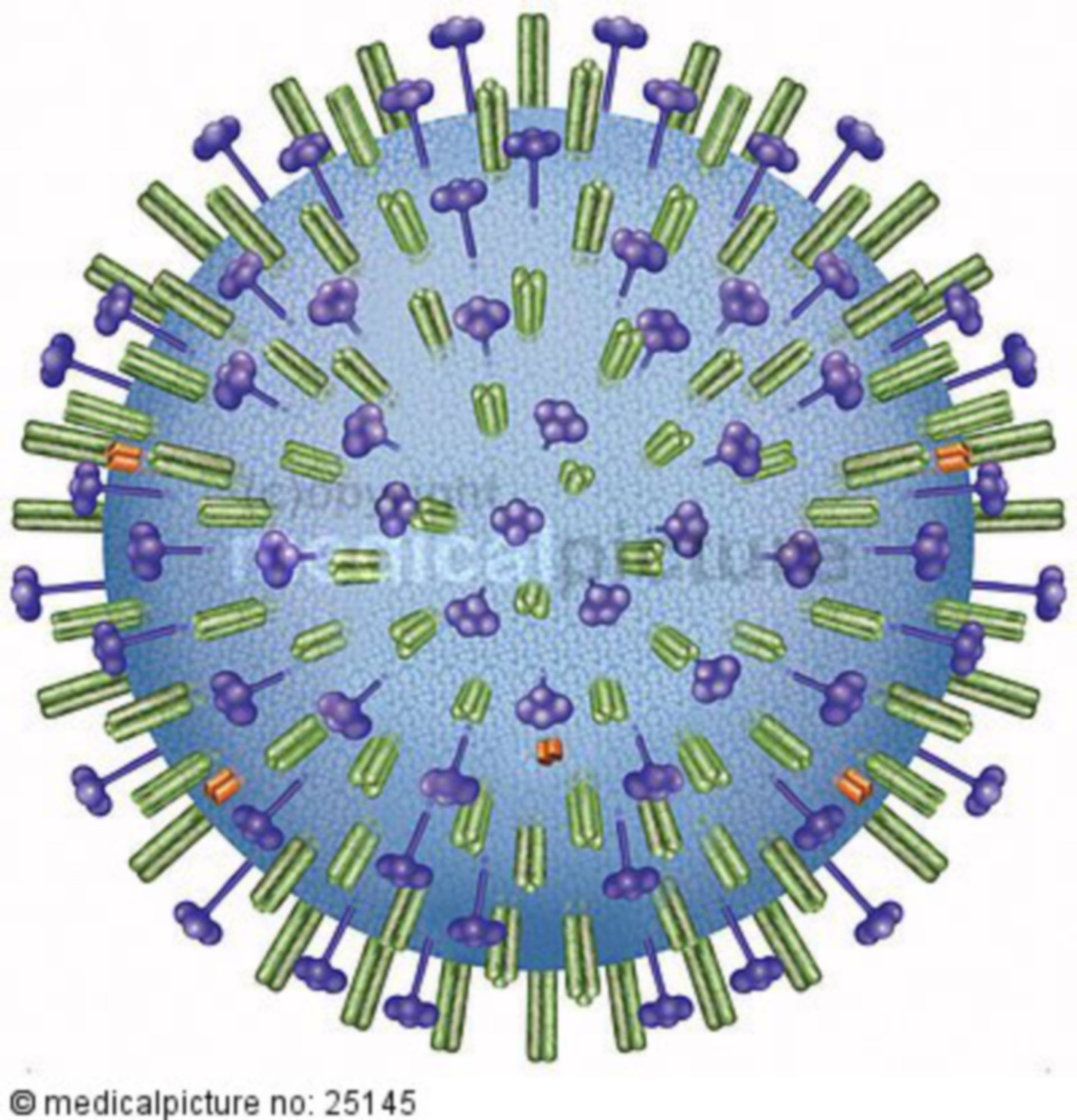  Grippevirus, Influenzavirus 
