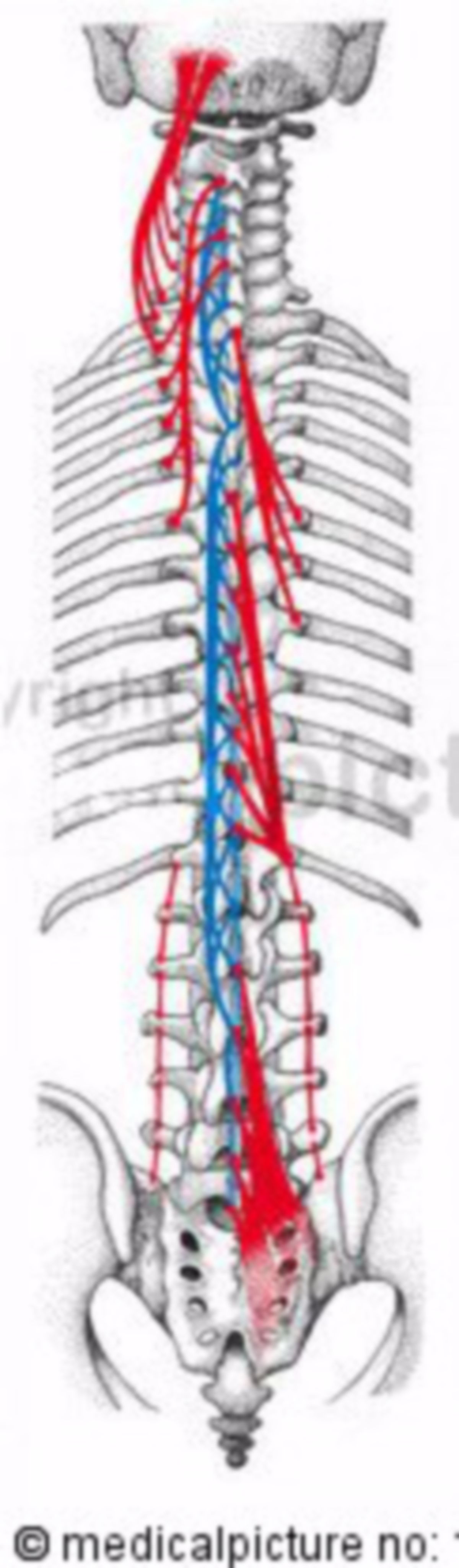 Mediale autochthone Rückenmuskulatur