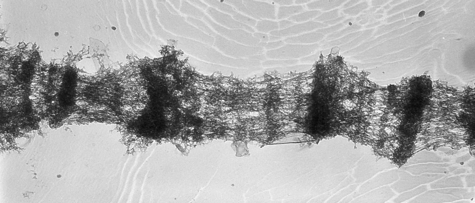 Drosophila melanogaster (Polytene chromosome) - CIL:25314