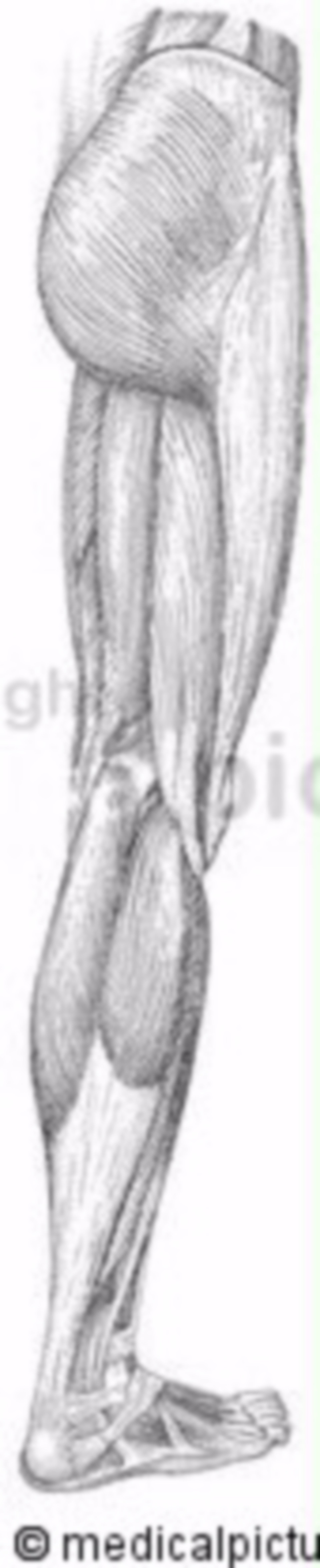  Muskeln am menschlichen Bein 
