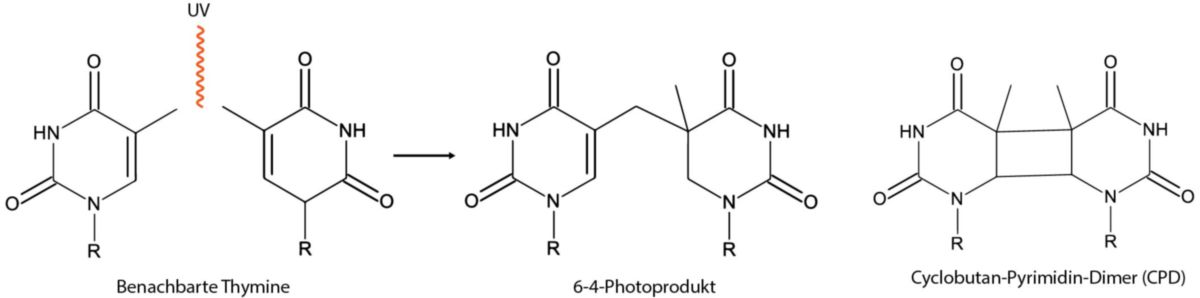 Entstehung von Pyrimidin-Dimeren