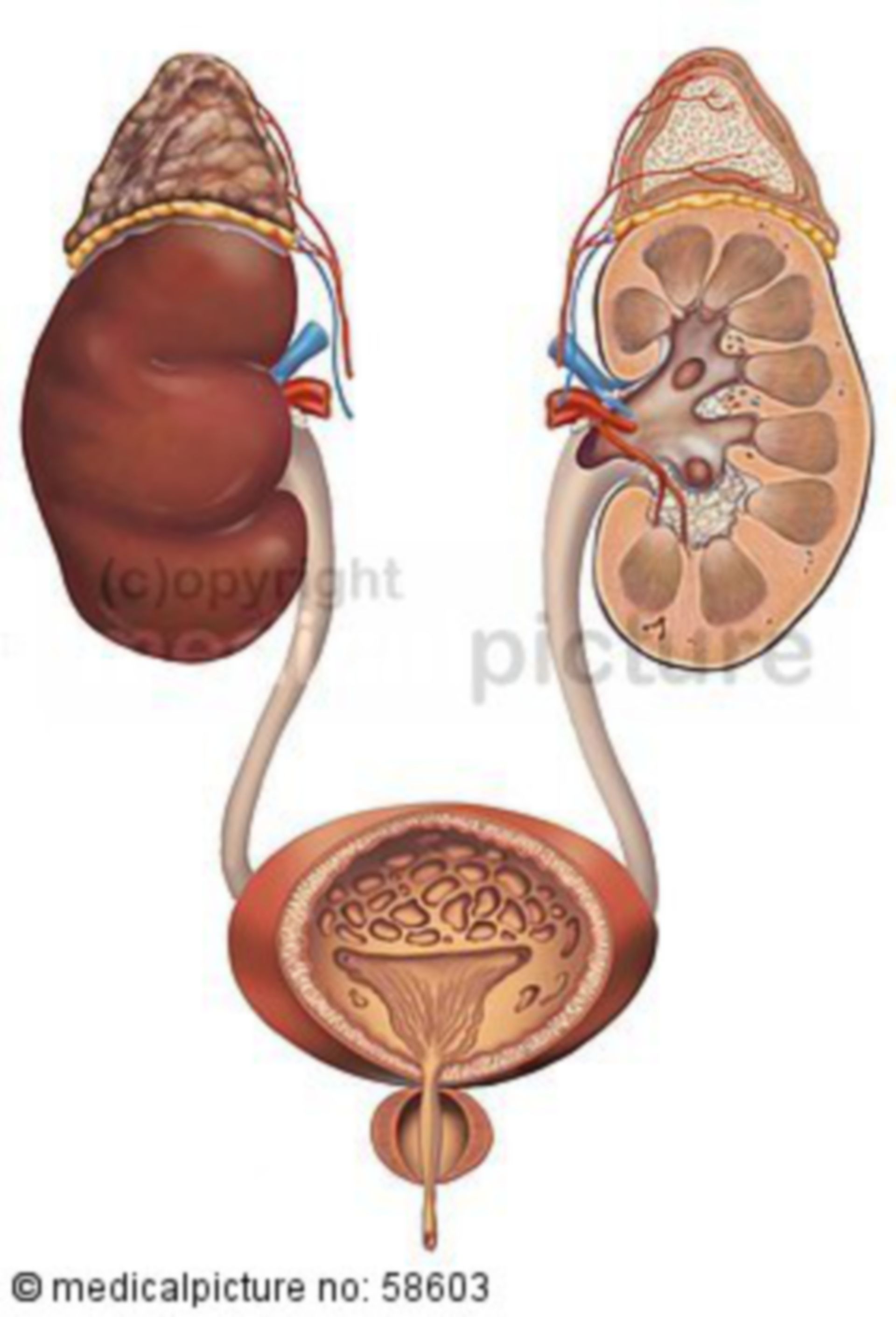  Nieren und Harnwege 
