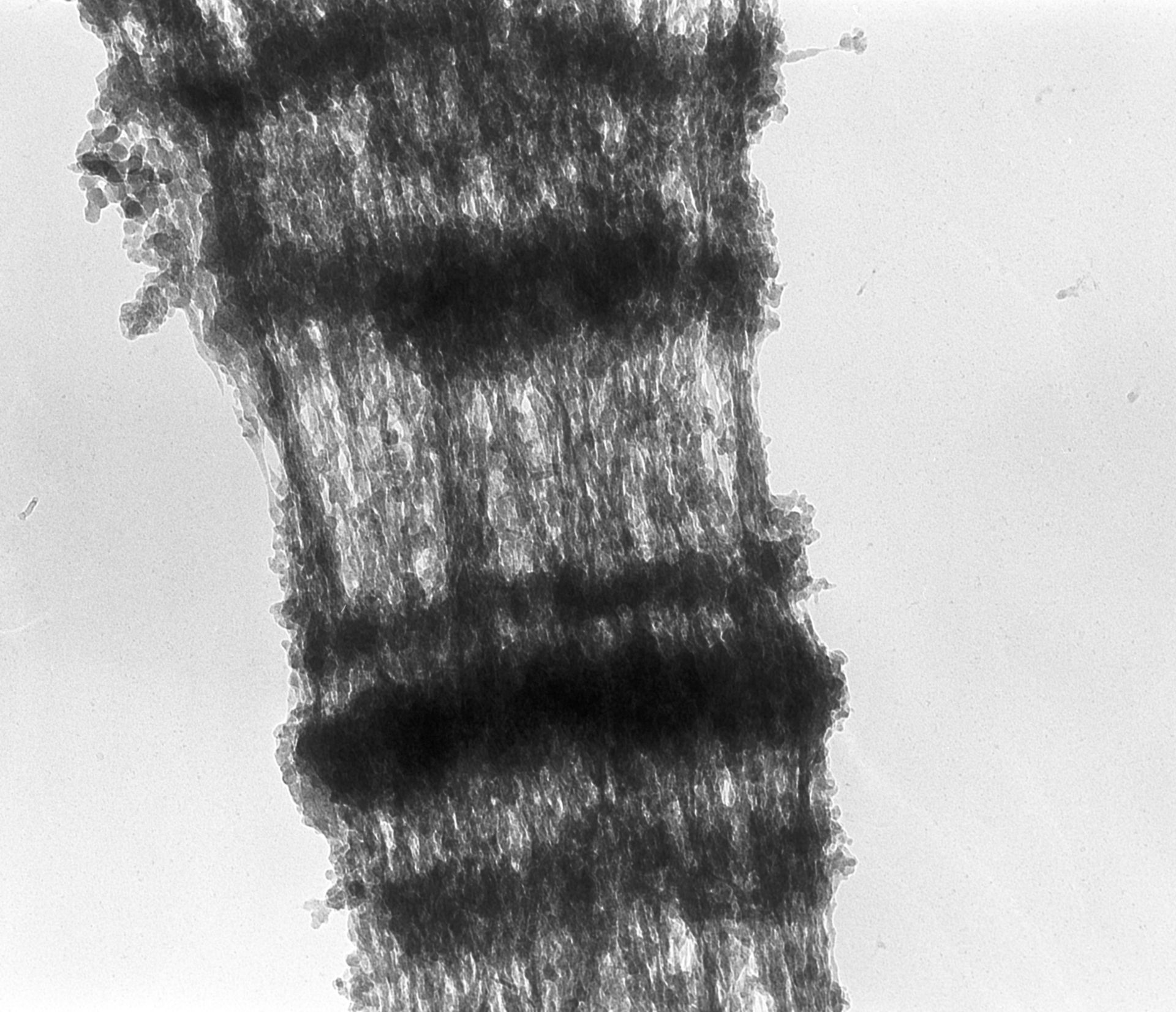 Drosophila melanogaster (Polytene chromosome) - CIL:25400