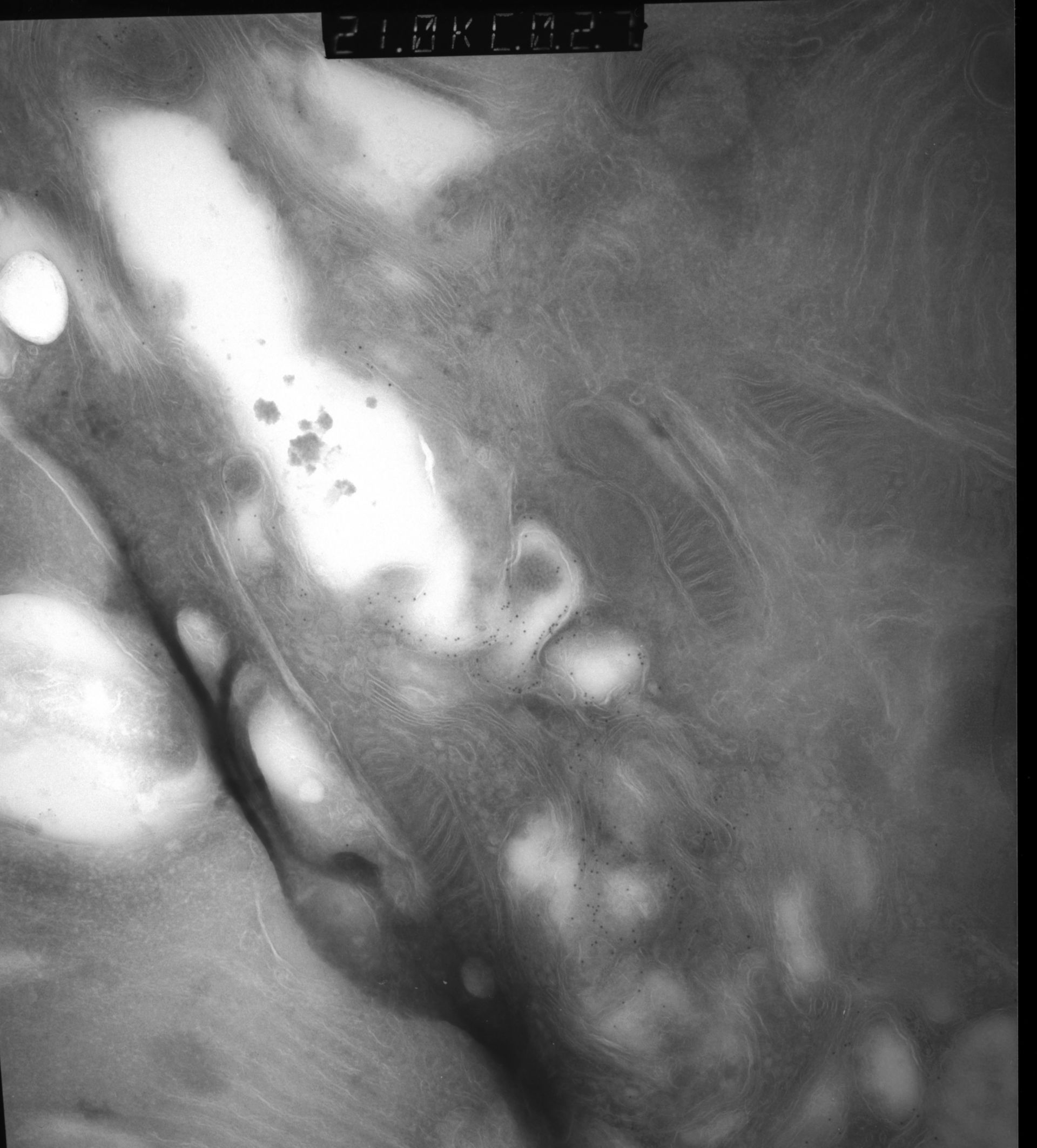 Rattus rattus (Mitochondrion) - CIL:12864