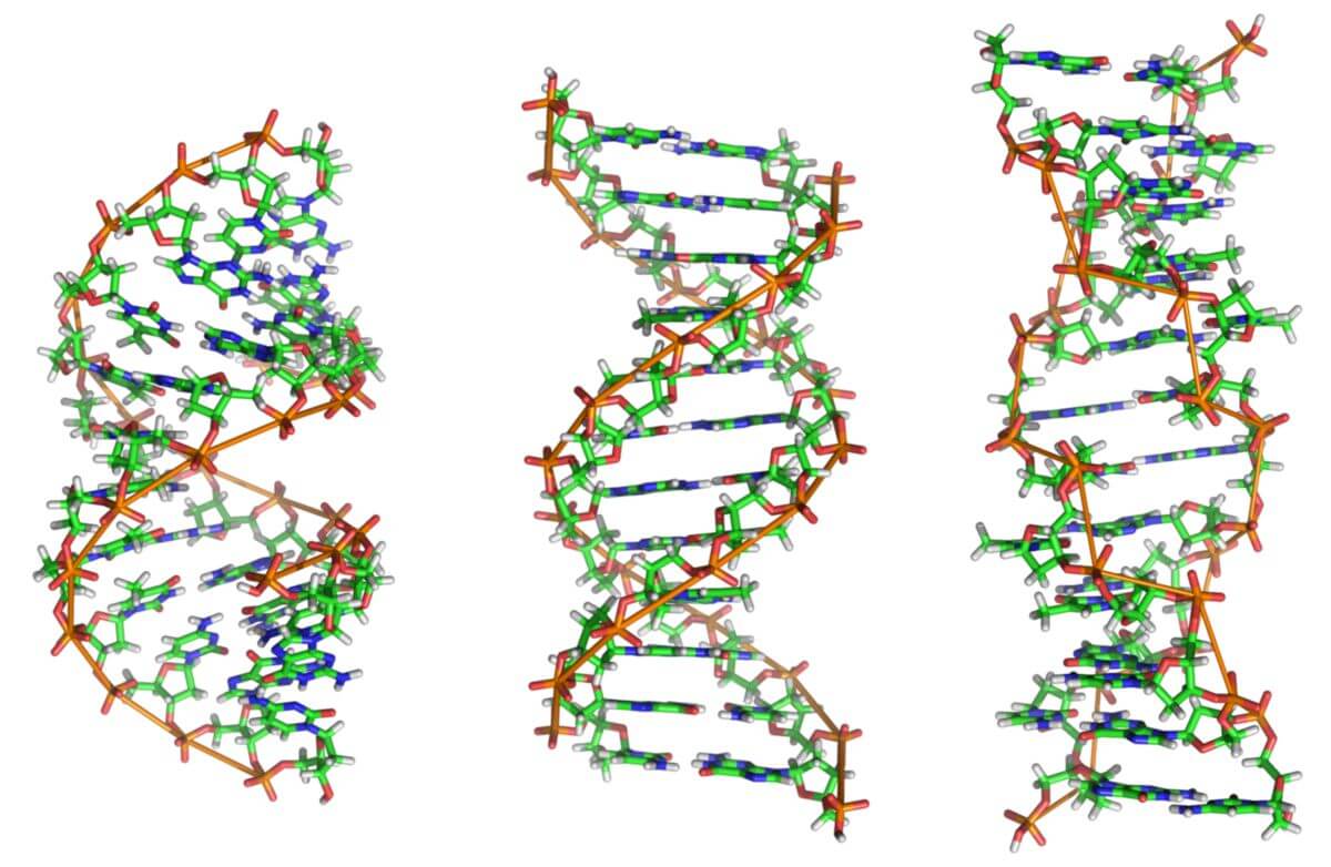 DNA-Konformationen