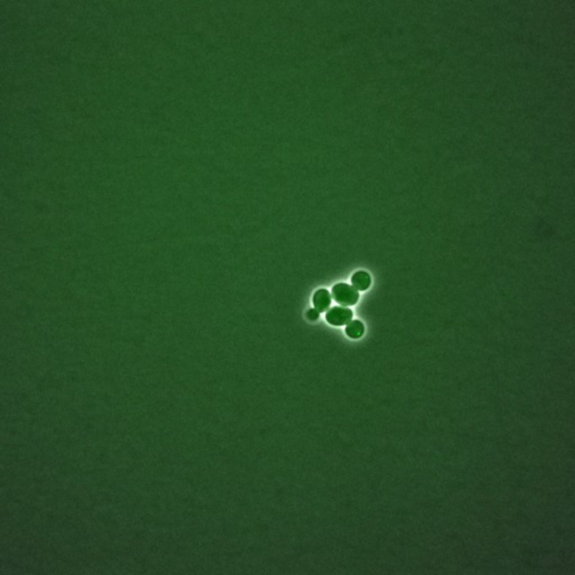 Saccharomyces cerevisiae (BUB2 protein) - CIL:35736