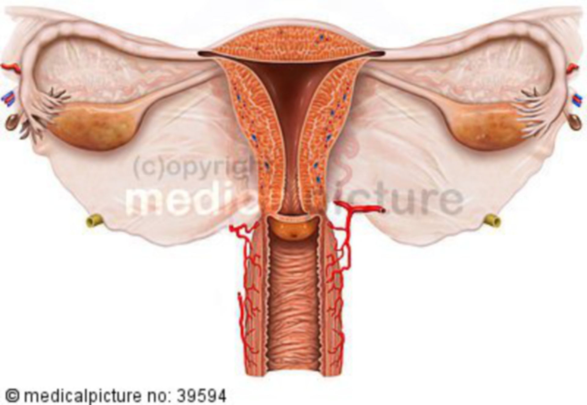 Female sexual organs 3