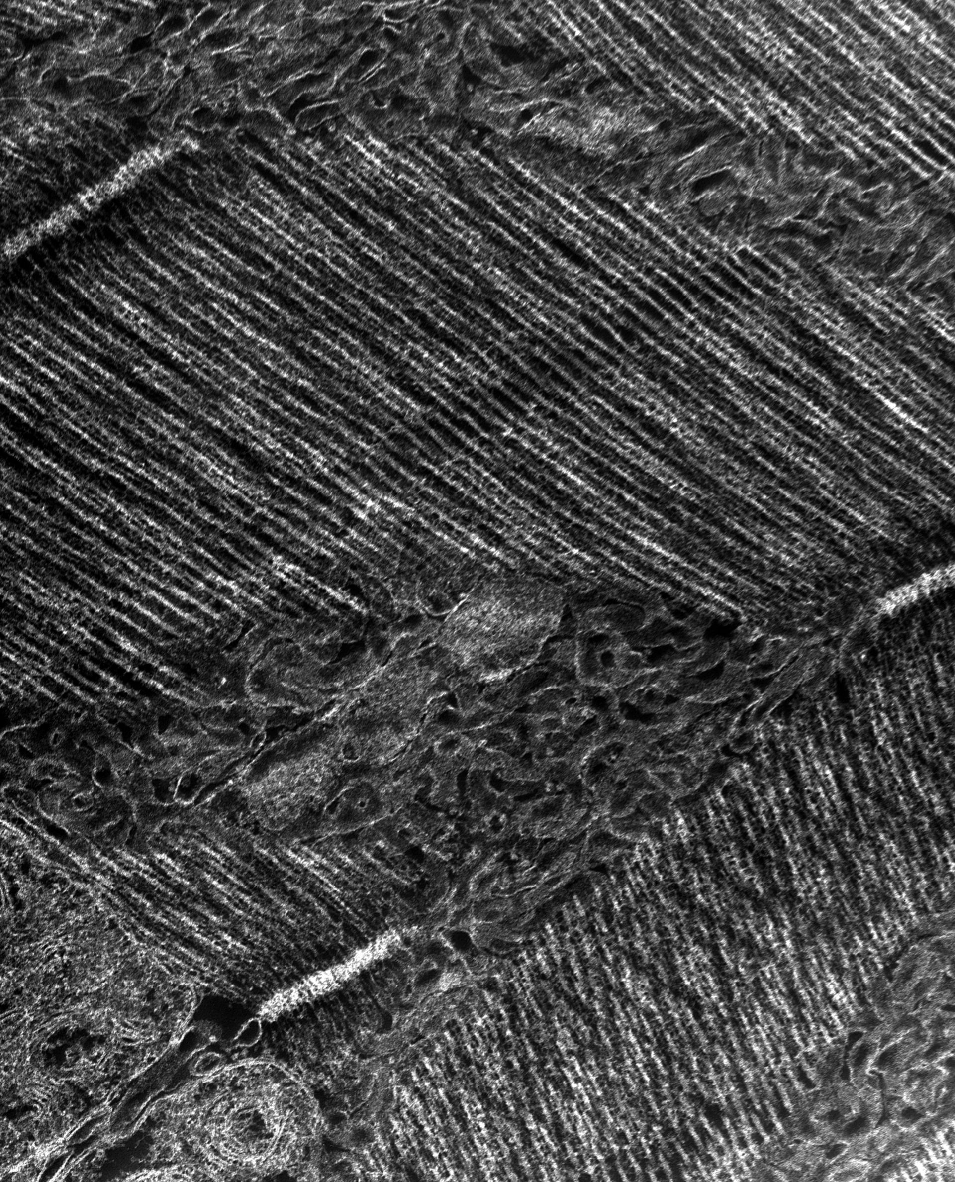 Damselfly (T-tubule) - CIL:37391