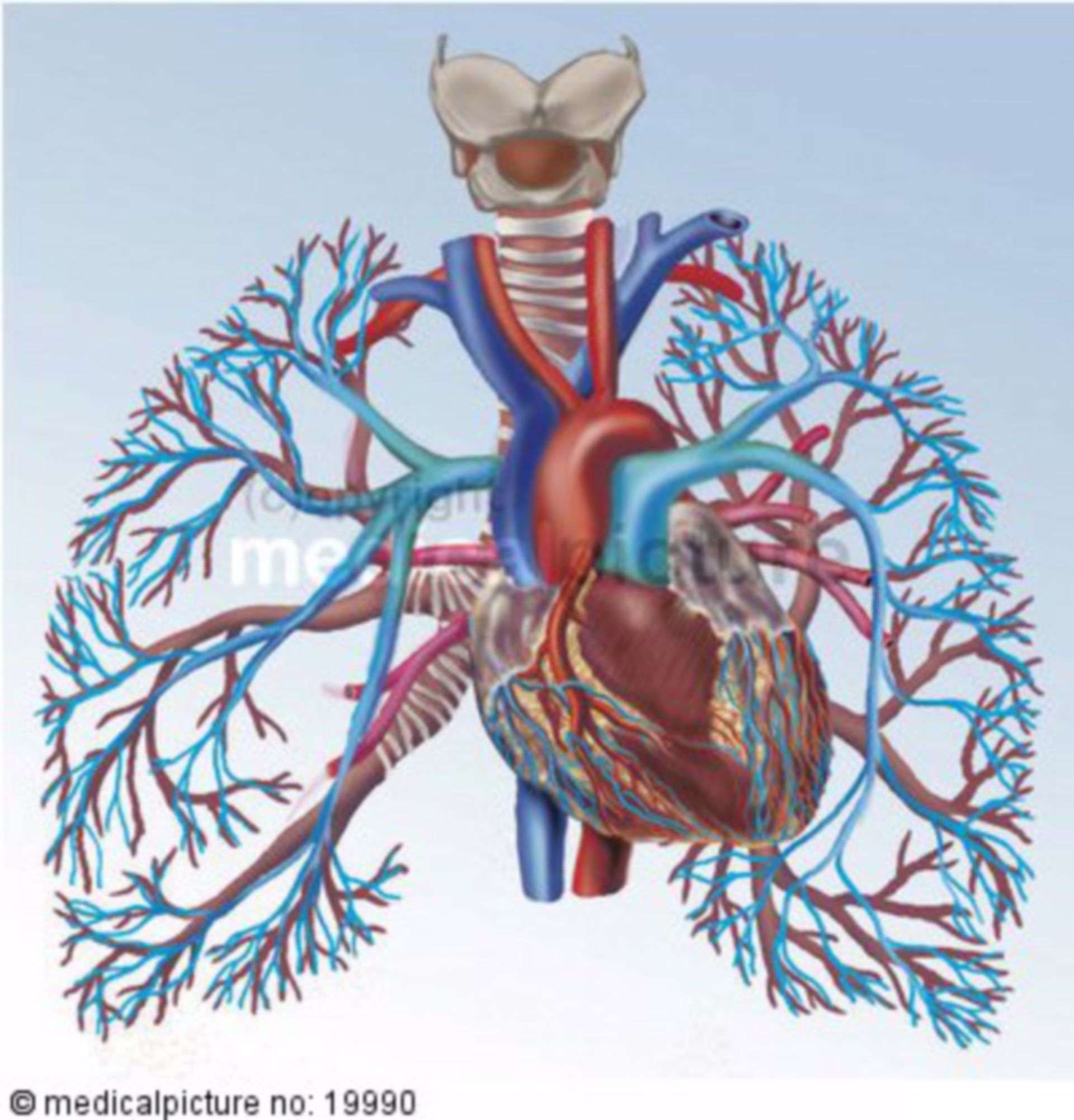 Herz-Lungen-Kreislauf