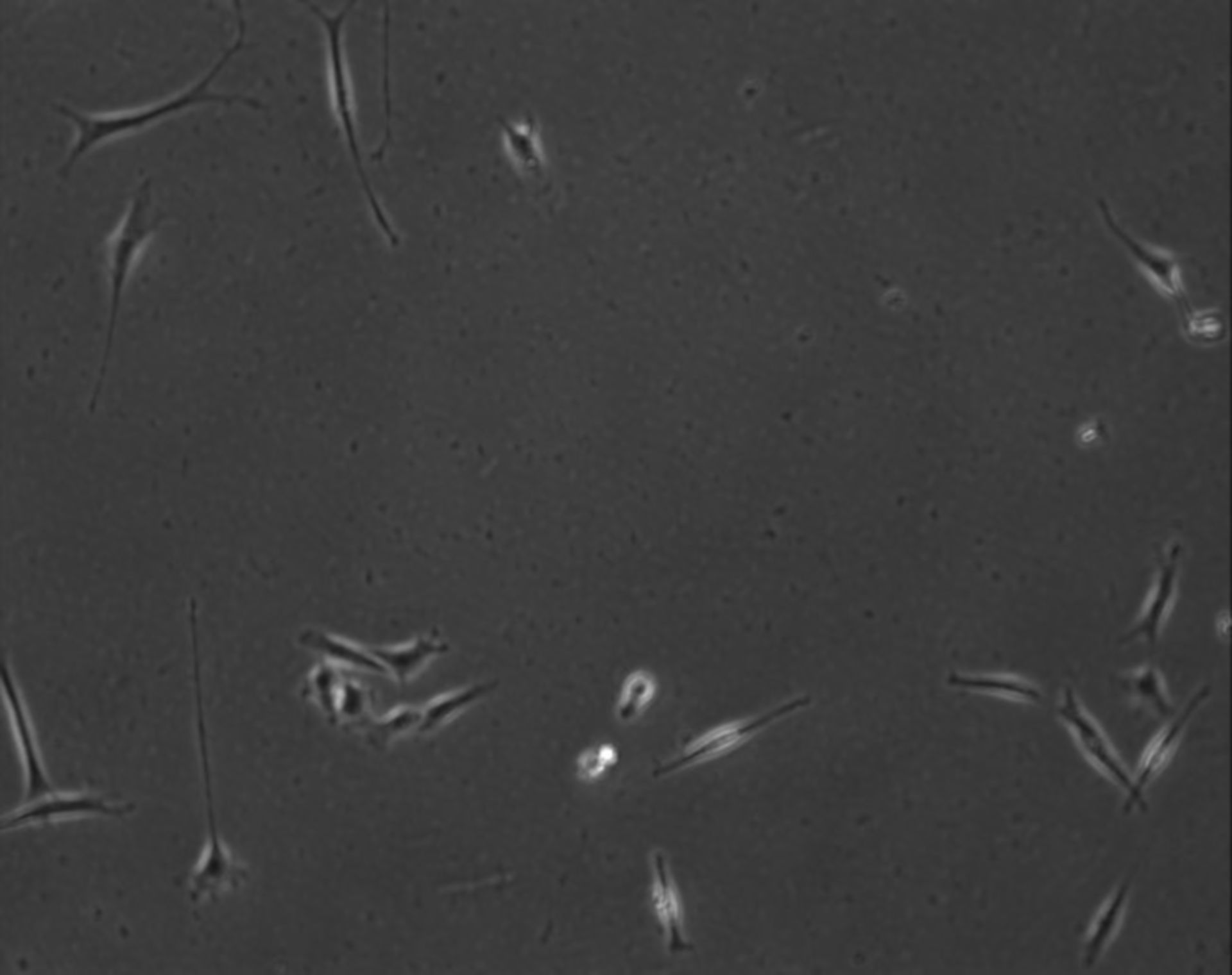 Mus musculus (Extracellular matrix part) - CIL:7842