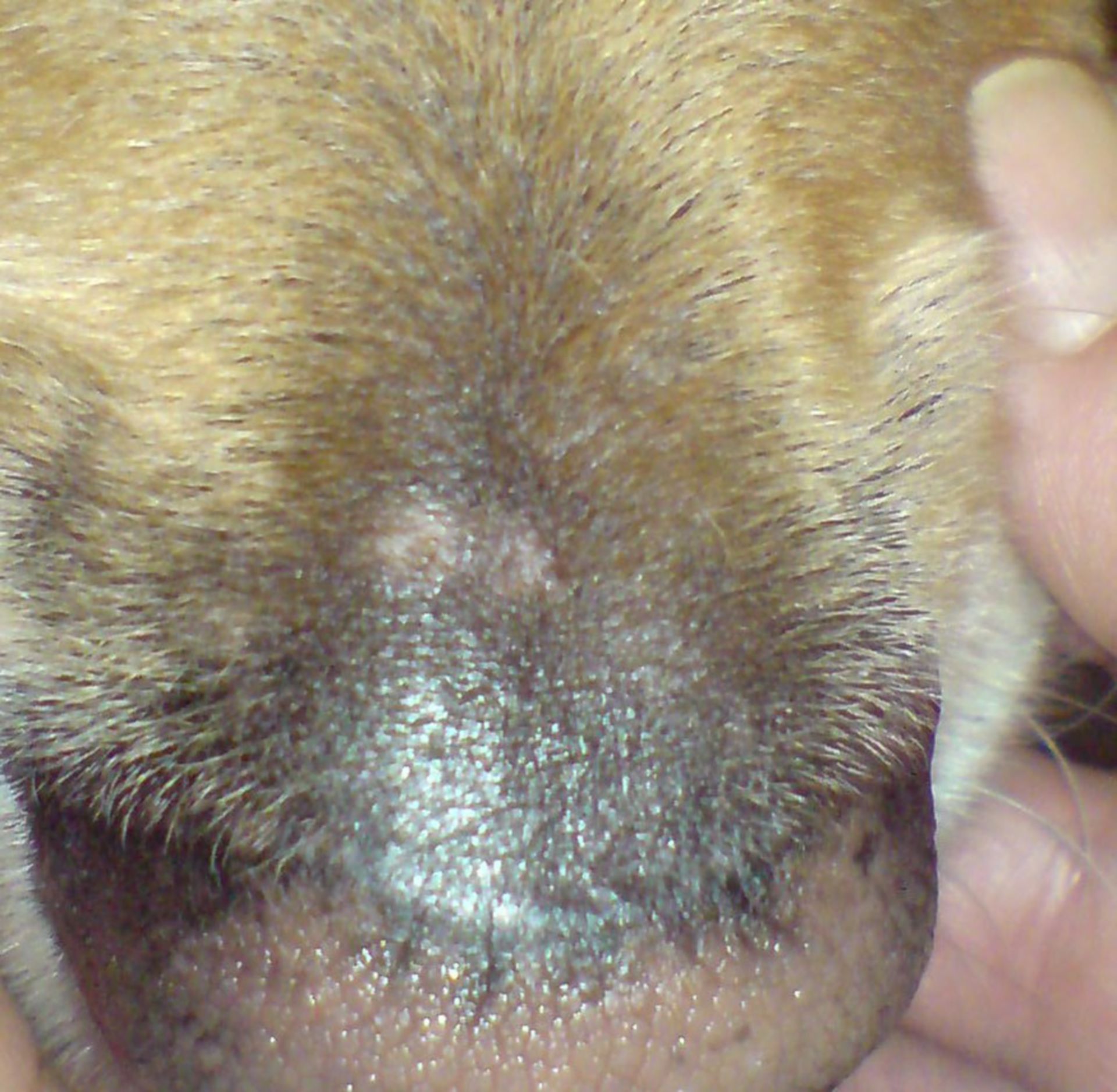 Pet food allergy - alopecia of the nose