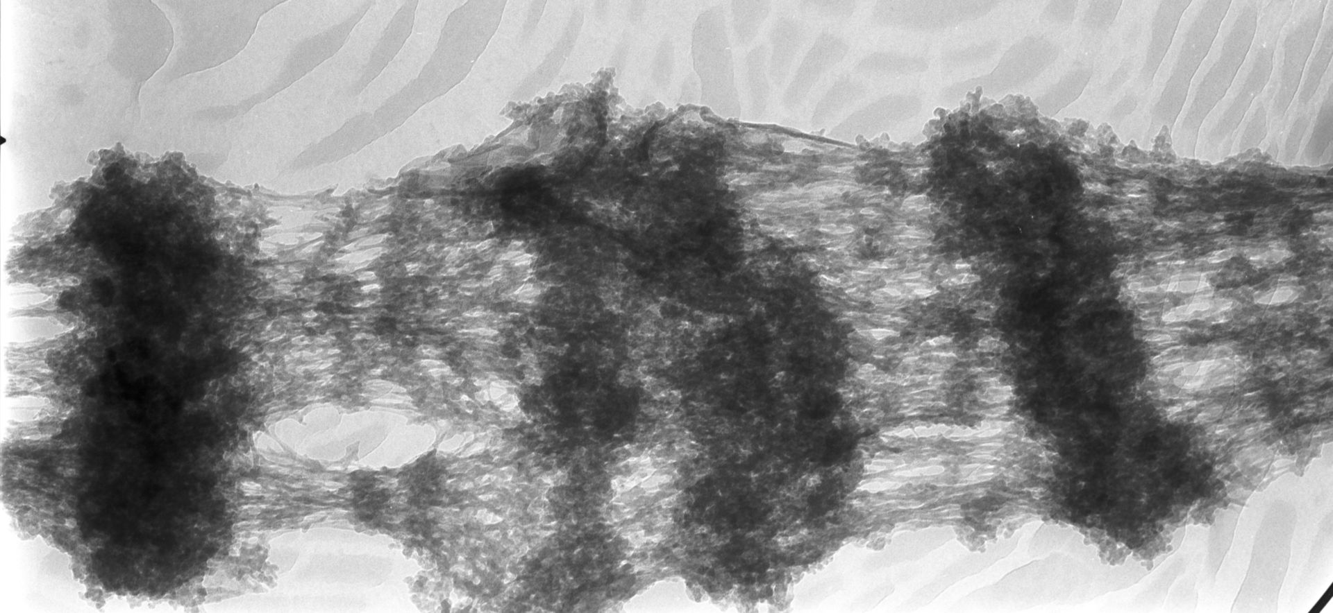 Drosophila melanogaster (Polytene chromosome) - CIL:25311