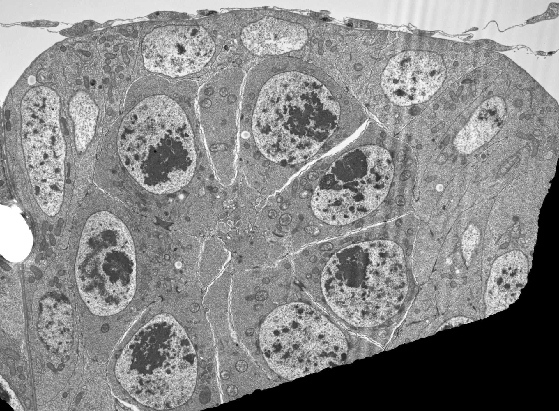 Drosophila melanogaster (Nucleus) - CIL:40371