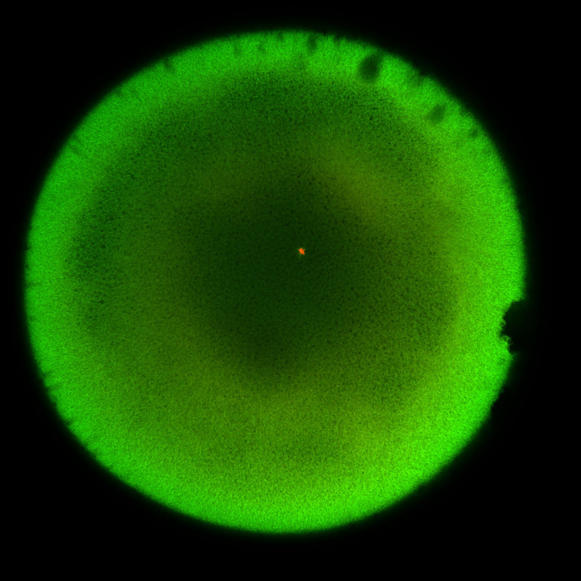 Xenopus laevis (DNA) - CIL:36545