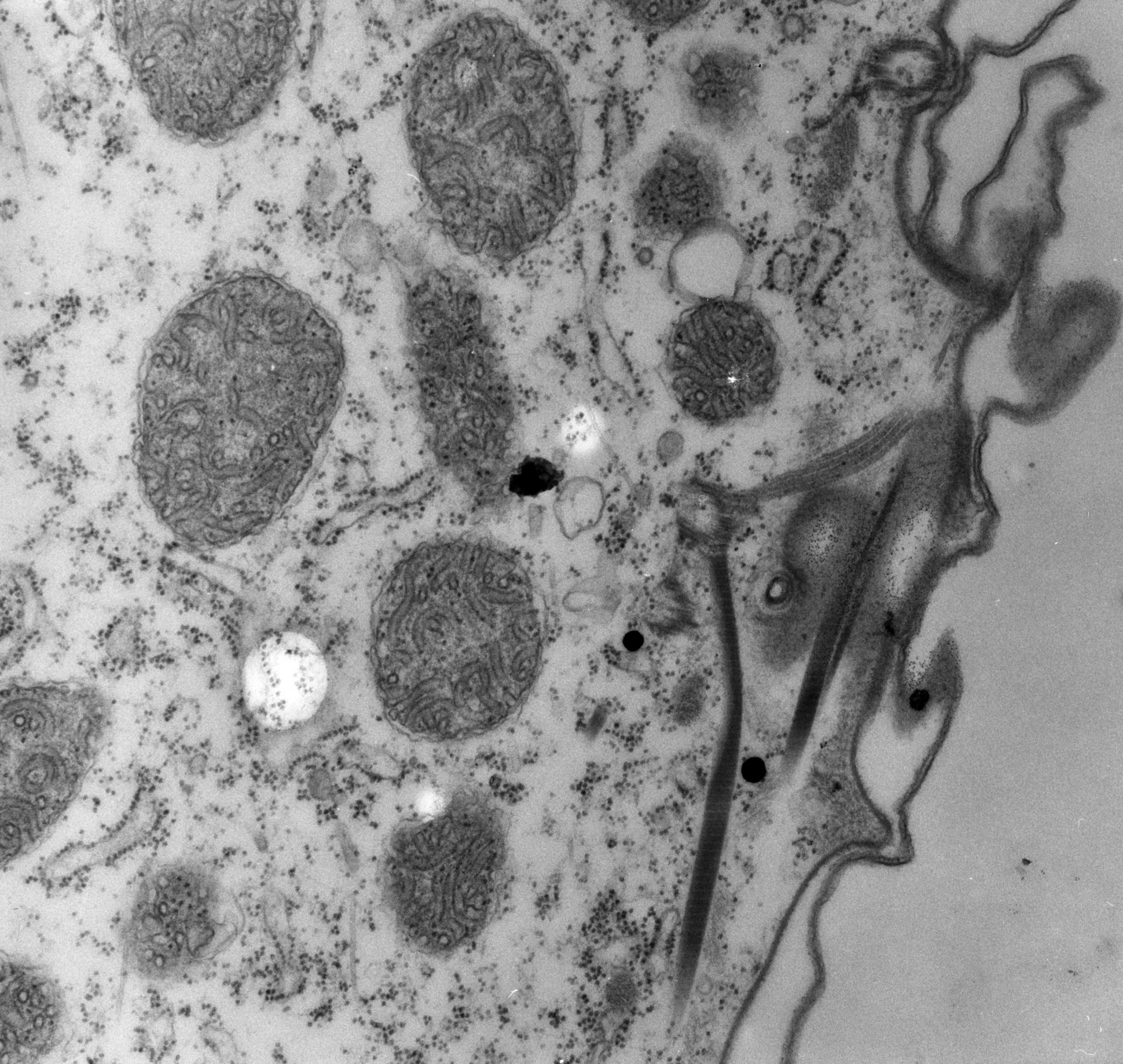 Paramecium multimicronucleatum (Kinetodesmal fiber) - CIL:12068