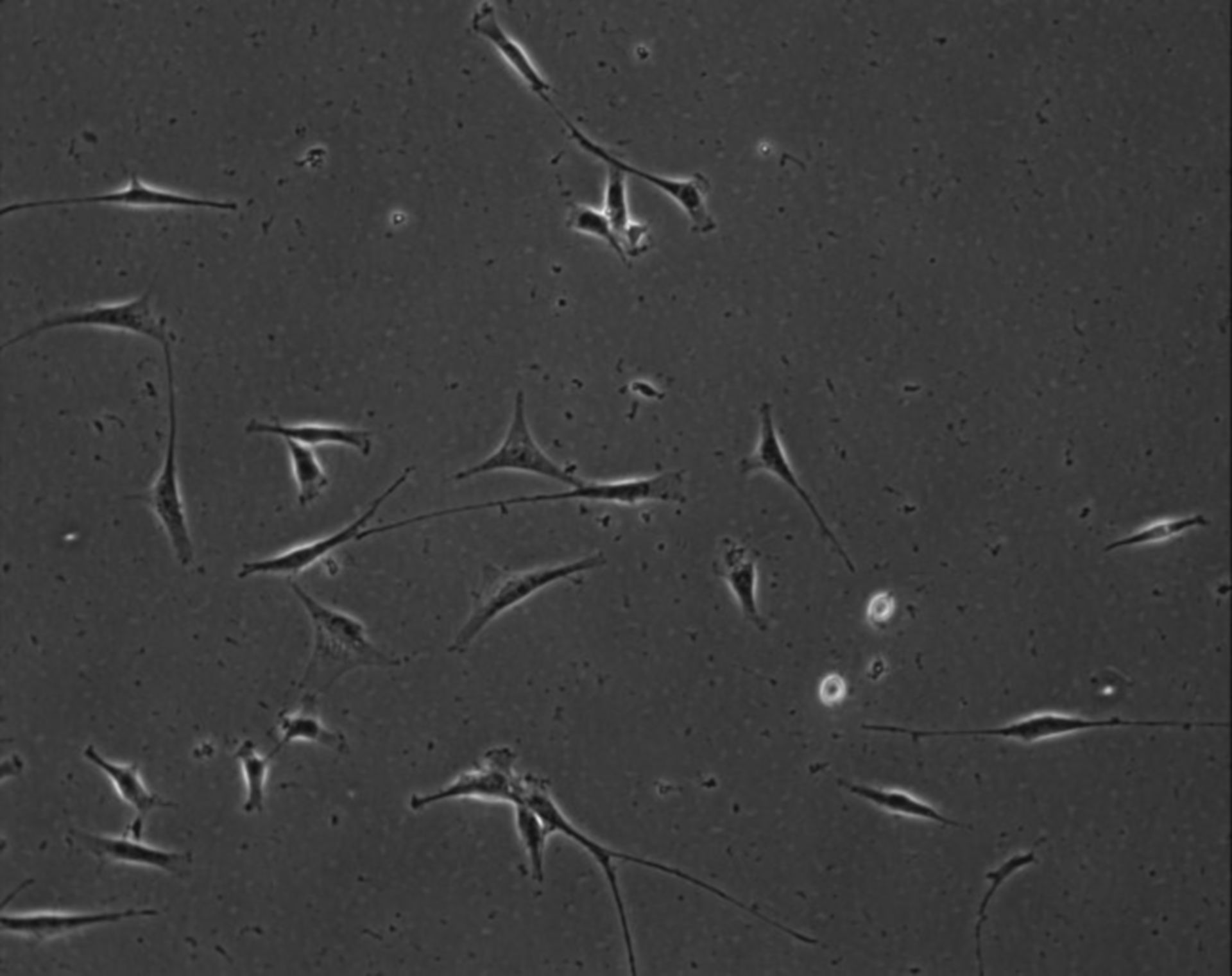 Mus musculus (Extracellular matrix part) - CIL:8847