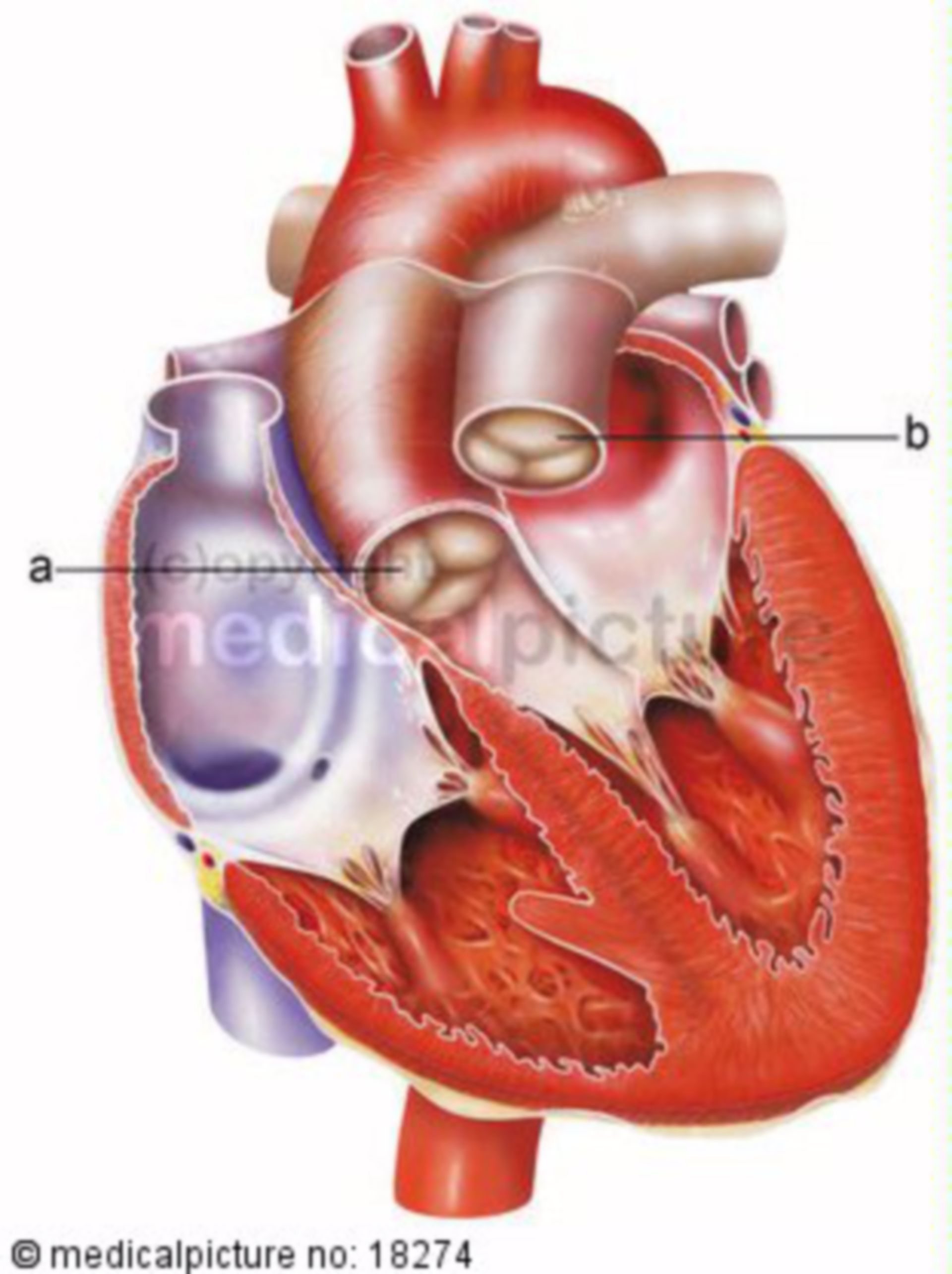 Anatomie Herz, anatomy heart 
