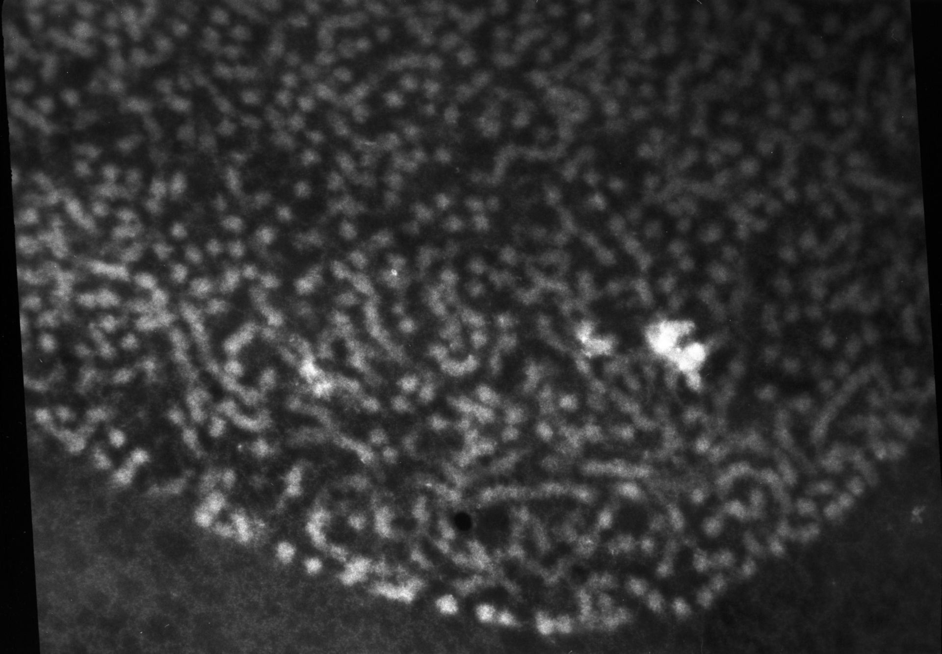 Patiria miniata (Chromatin) - CIL:762