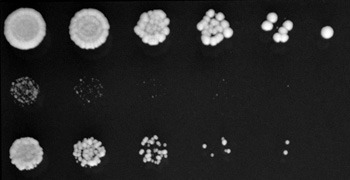 Hefezellen auf einer Agarplatte in Gegenwart eines chemischen Stressors. Mutante Zellen, denen ein Enzym für die Modifizierung von tRNA fehlt (Reihe 2&3) wachsen deutlich langsamer als normale Zellen (Reihe 1). © MPI f. molekulare Biomedizin/ D. Nedialkova