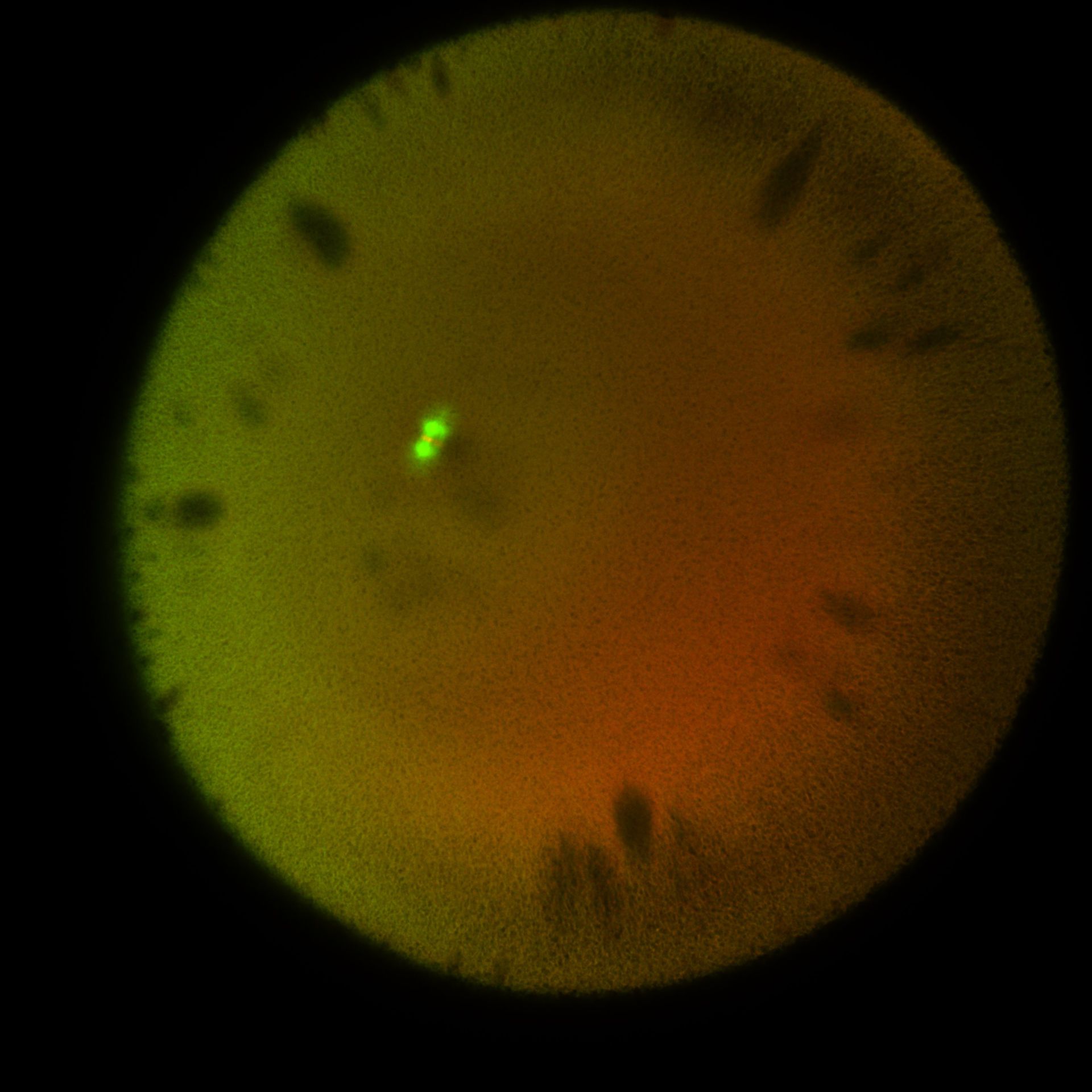 Xenopus laevis (DNA) - CIL:36559