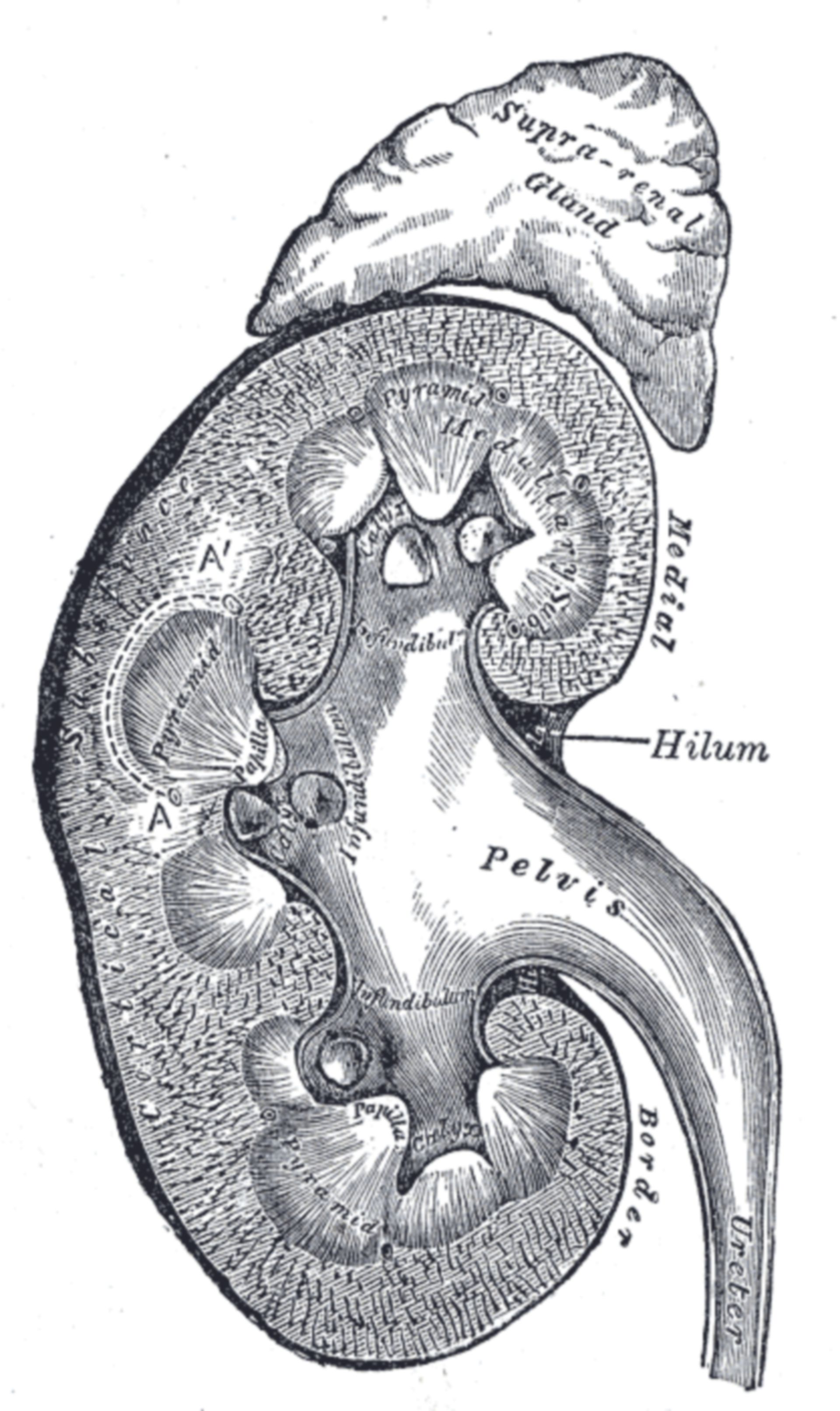 Querschnitt der Niere (mit Nebenniere)
