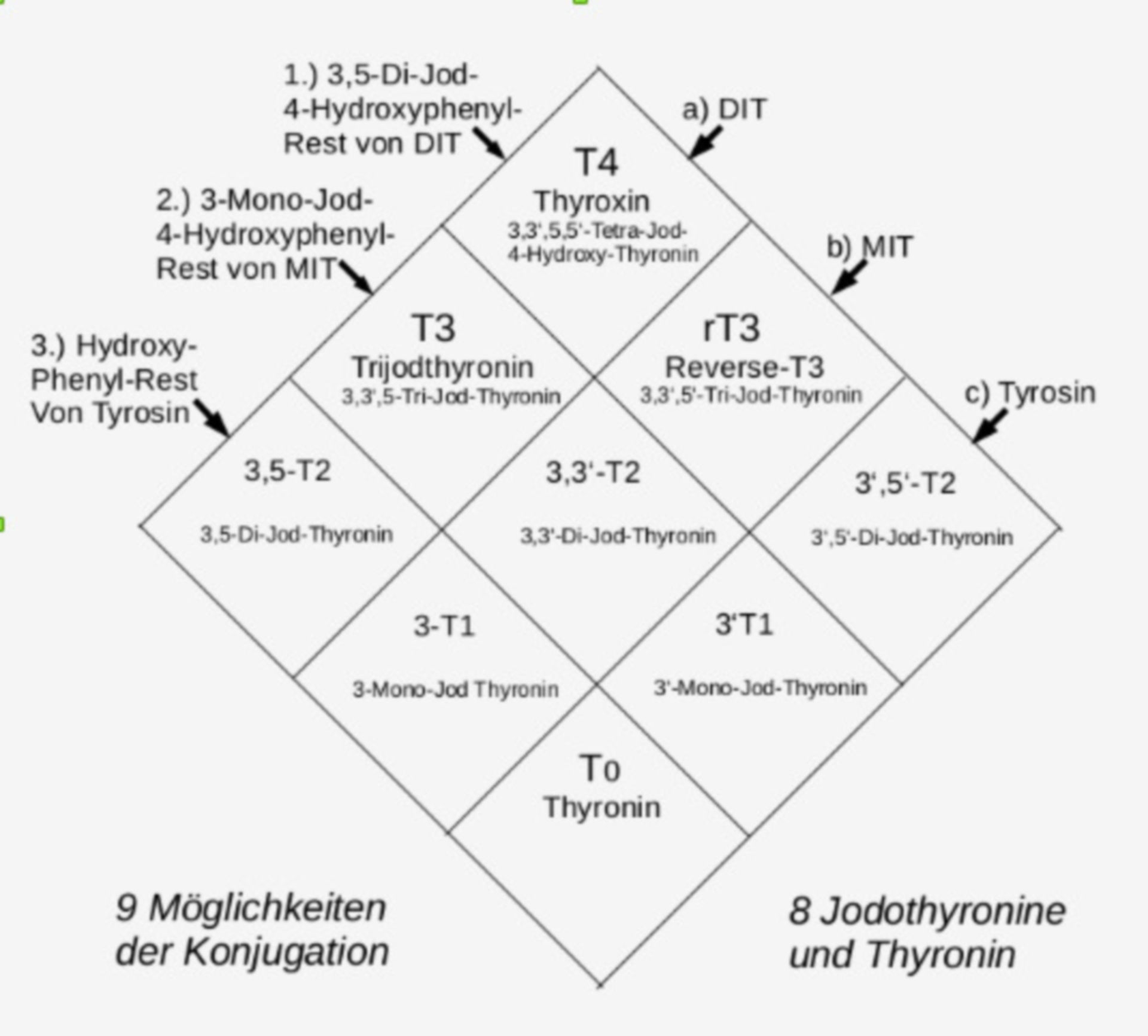 Ether-Konjugation der 9 Thyronin-Abkömmlinge