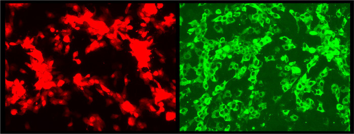 low-res_texasbiomed-cherry-venus-reporterviruses.jpg_original.jpg