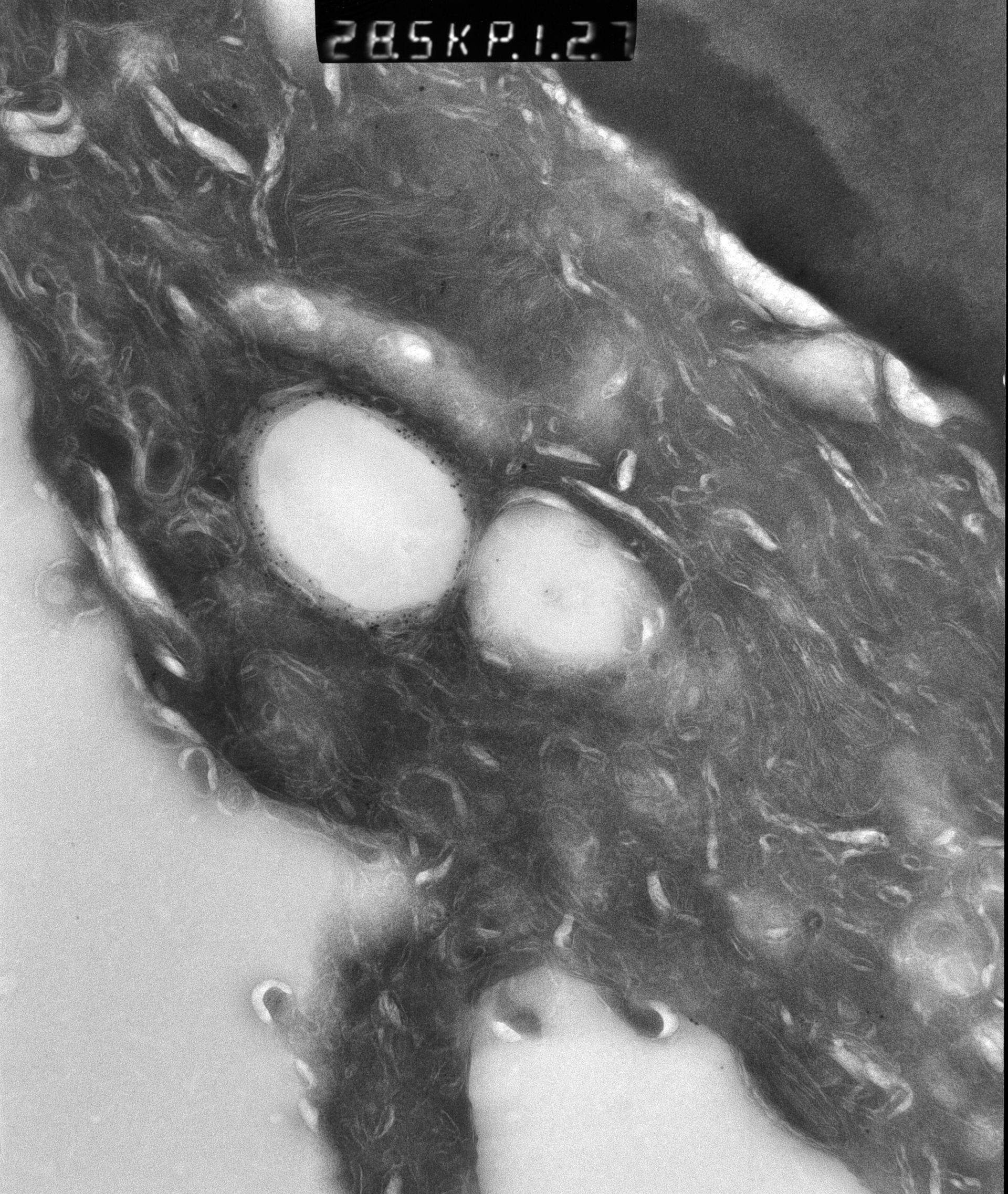 Rattus rattus (Mitochondrion) - CIL:12905