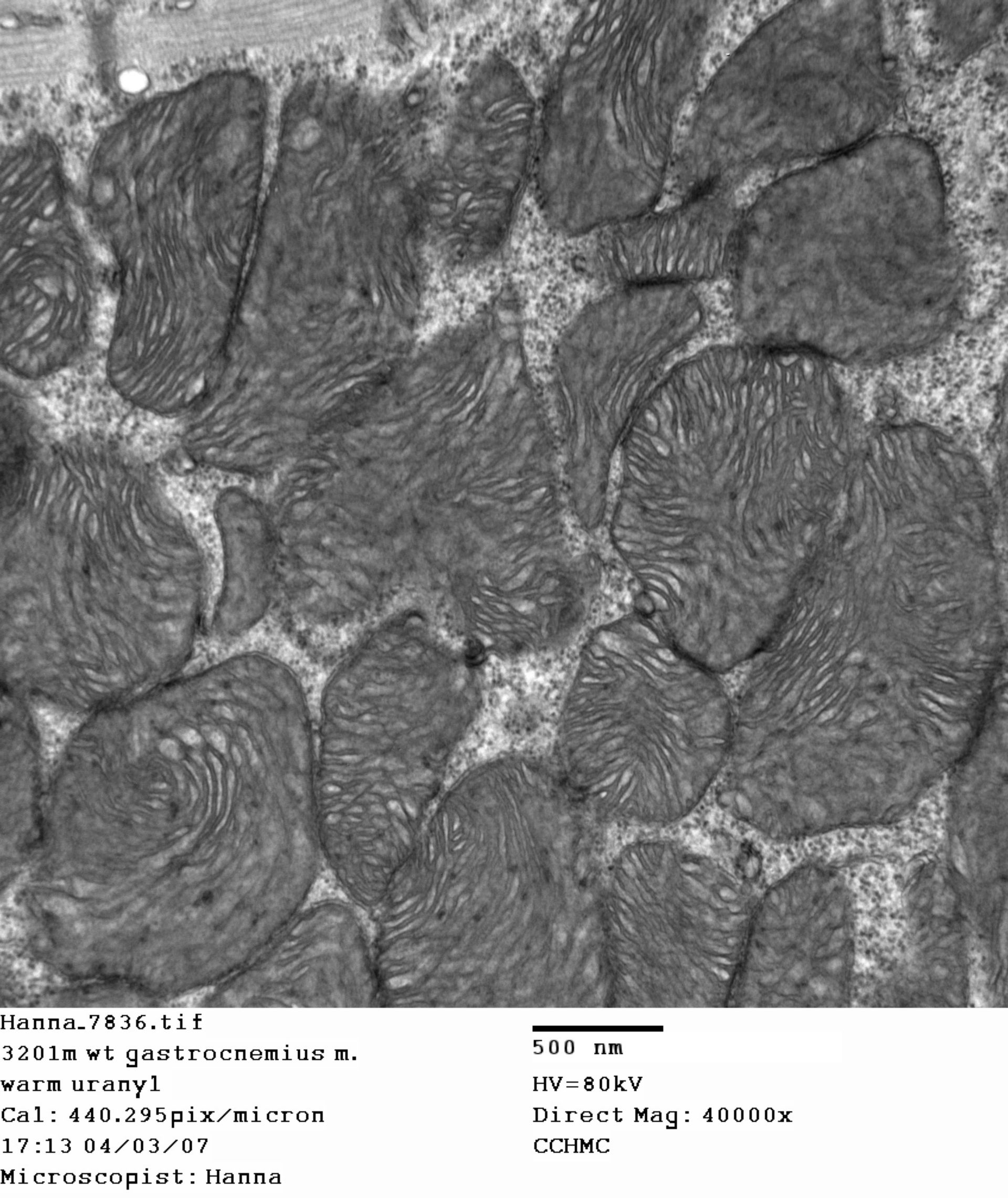 Mus musculus (Dystroglykan-Komplex) - CIL:353