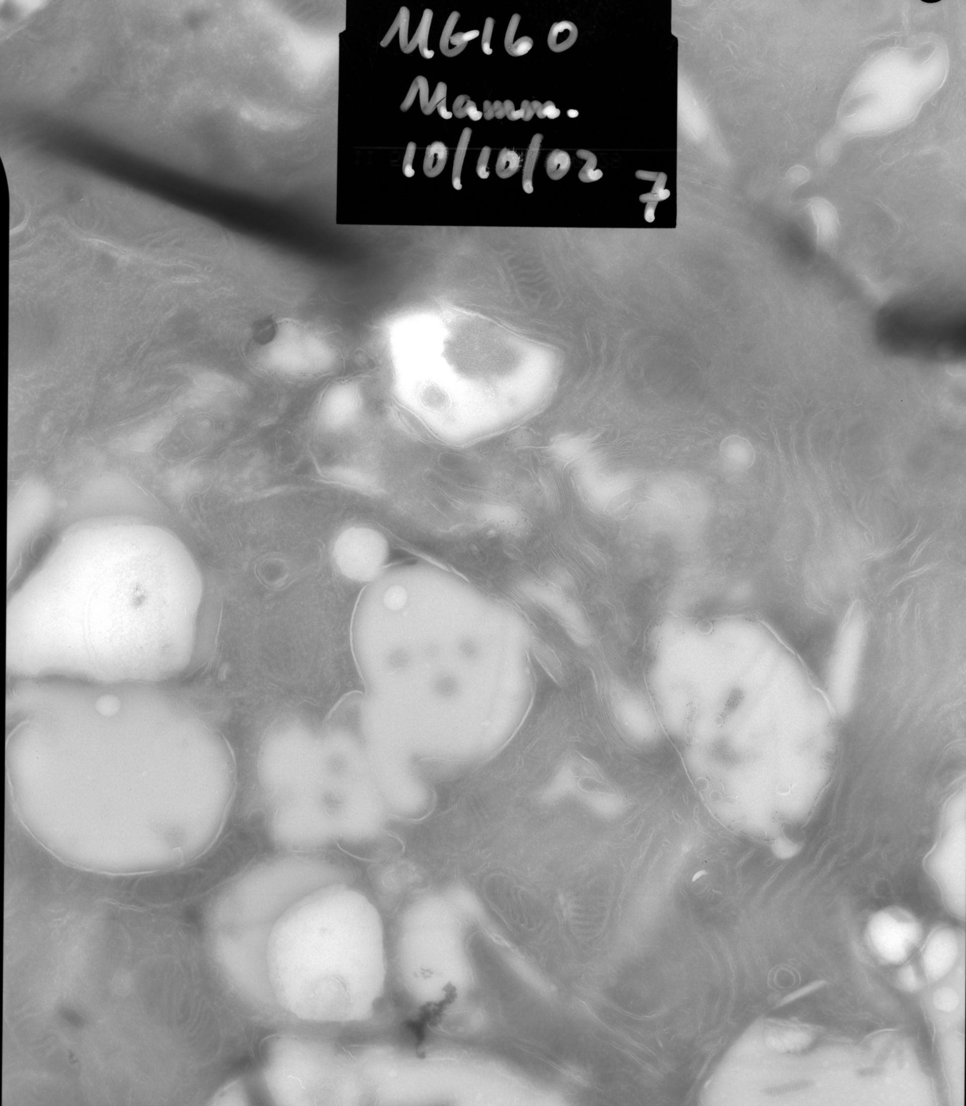 Rattus rattus (Mitochondrion) - CIL:12856