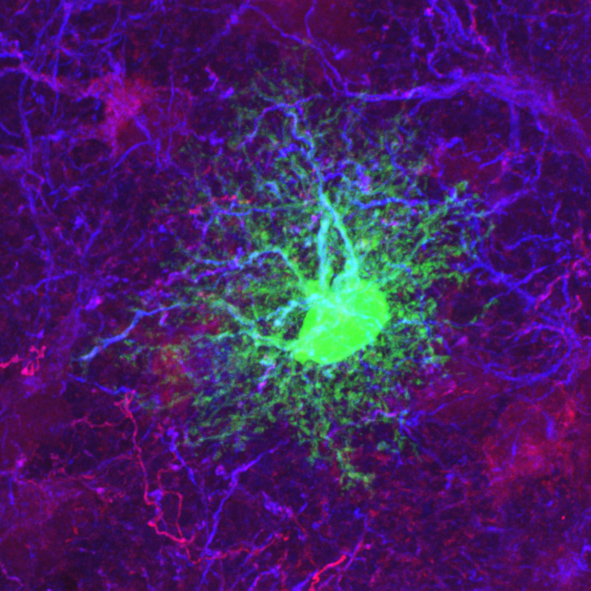 Image of the Week - December 15, 2014 - CIL:36428