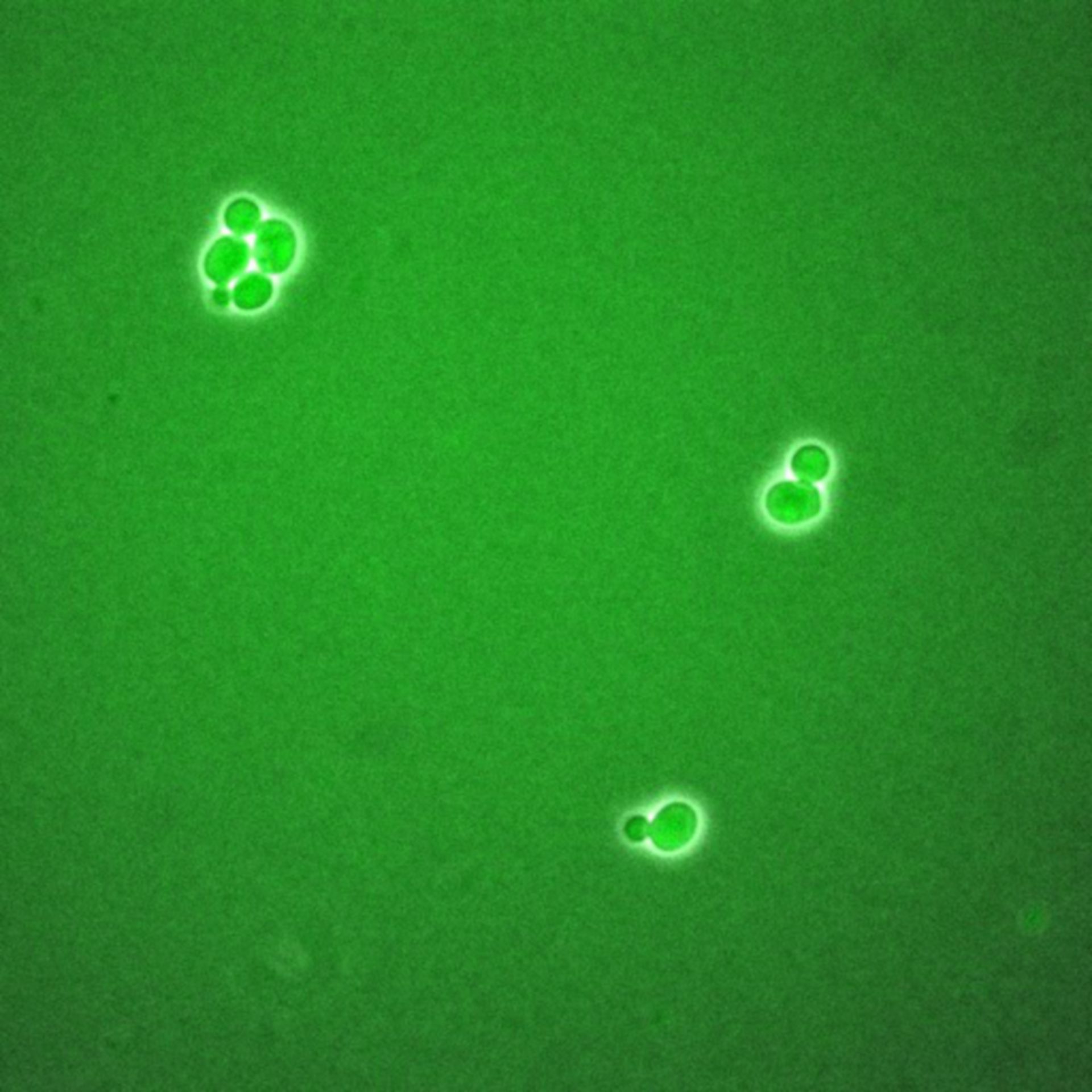 Saccharomyces cerevisiae (BCK2 protein) - CIL:35792
