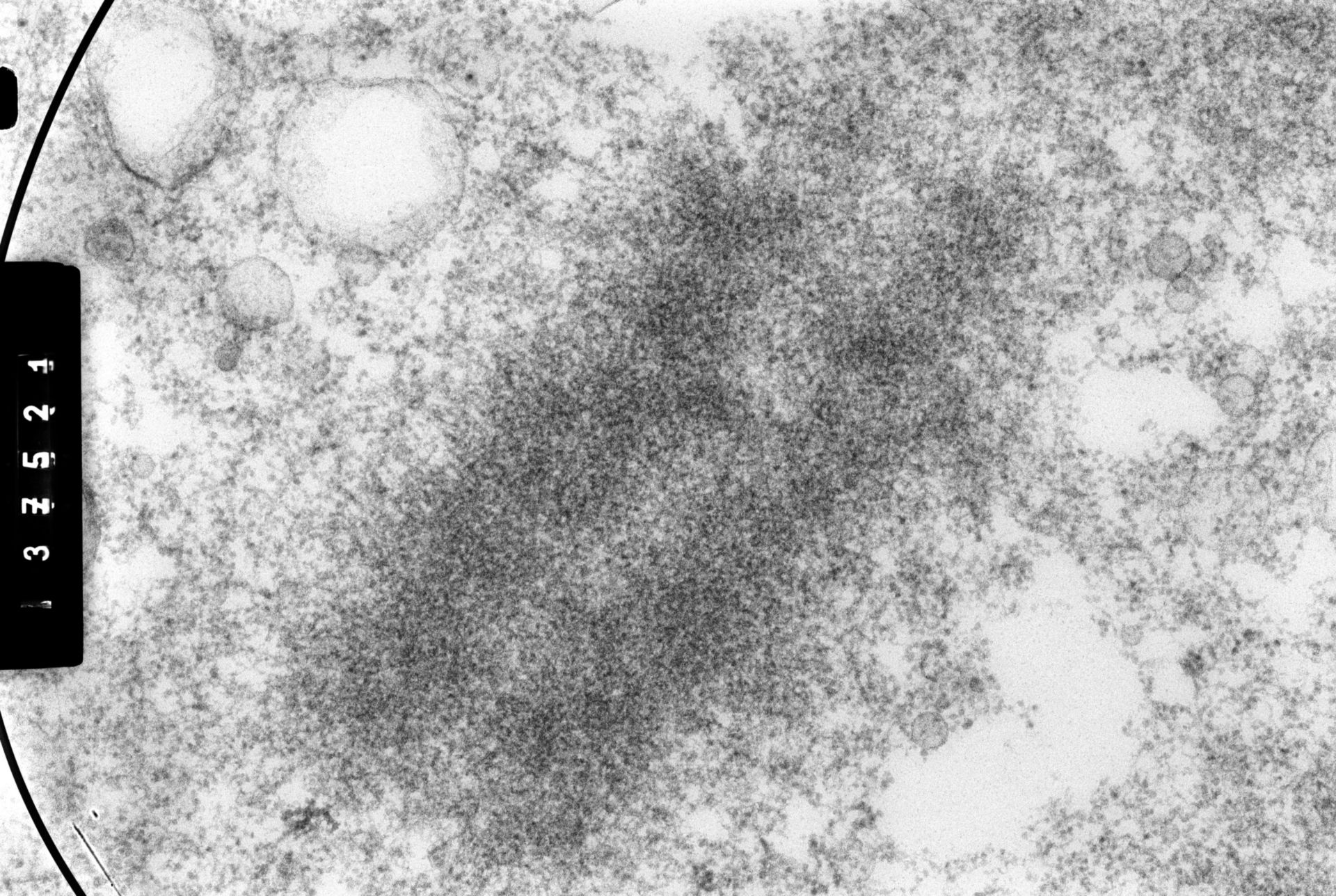 Cricetulus griseus (Nuclear chromosome) - CIL:35556