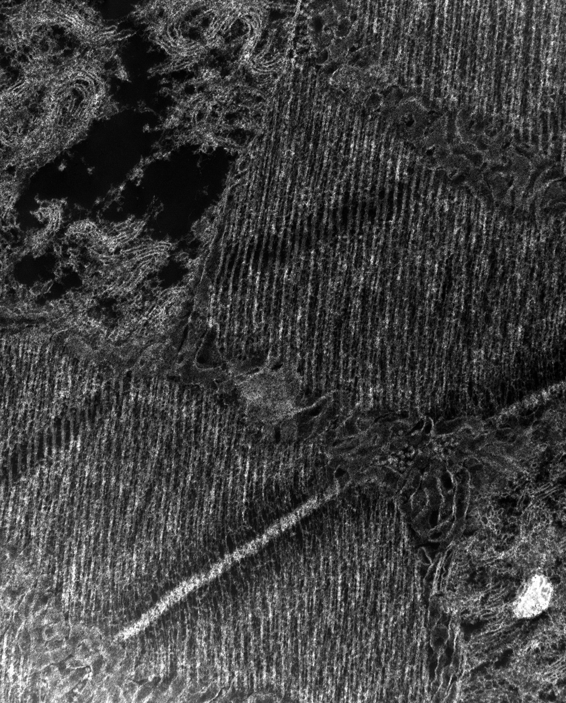 Damselfly (T-tubule) - CIL:37393