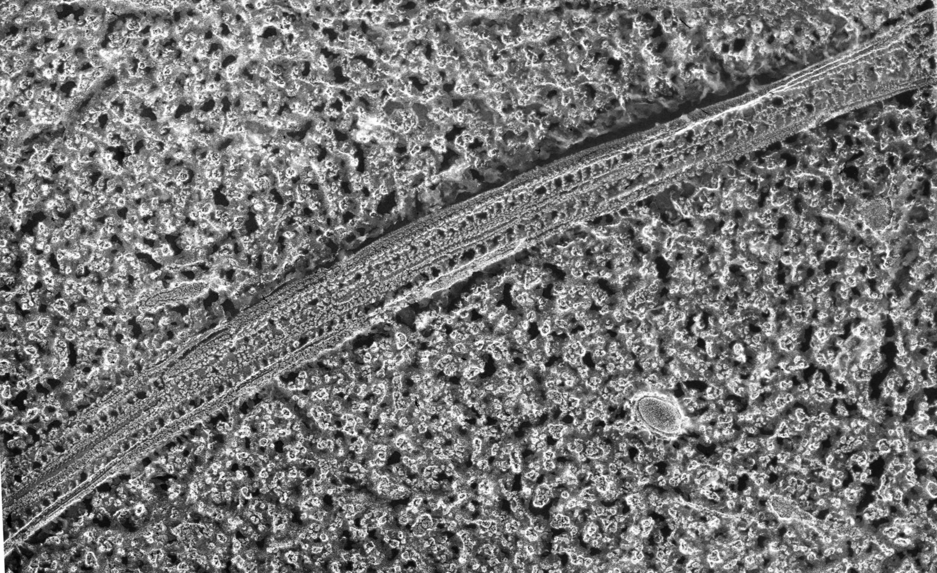 Paramecium multimicronucleatum (microtubuli anexali) - CIL:12064