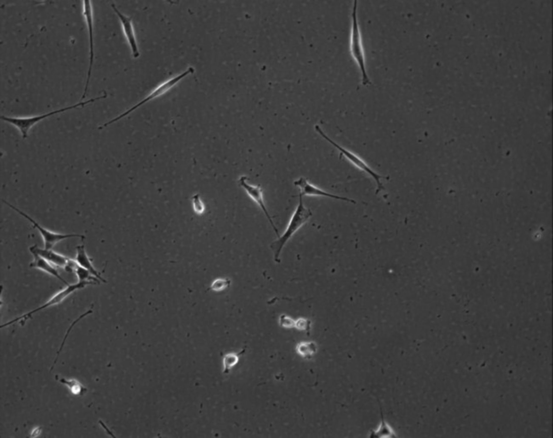 Mus musculus (Extracellular matrix part) - CIL:8965