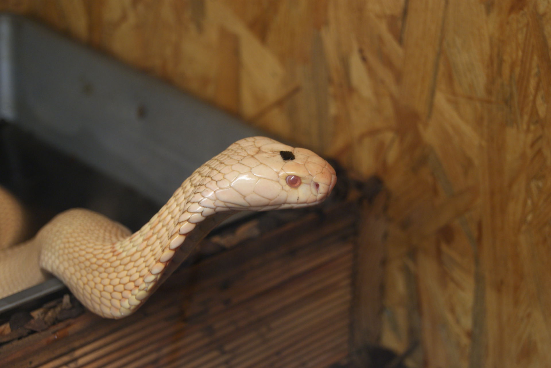 Monokel-Kobra (Albino)