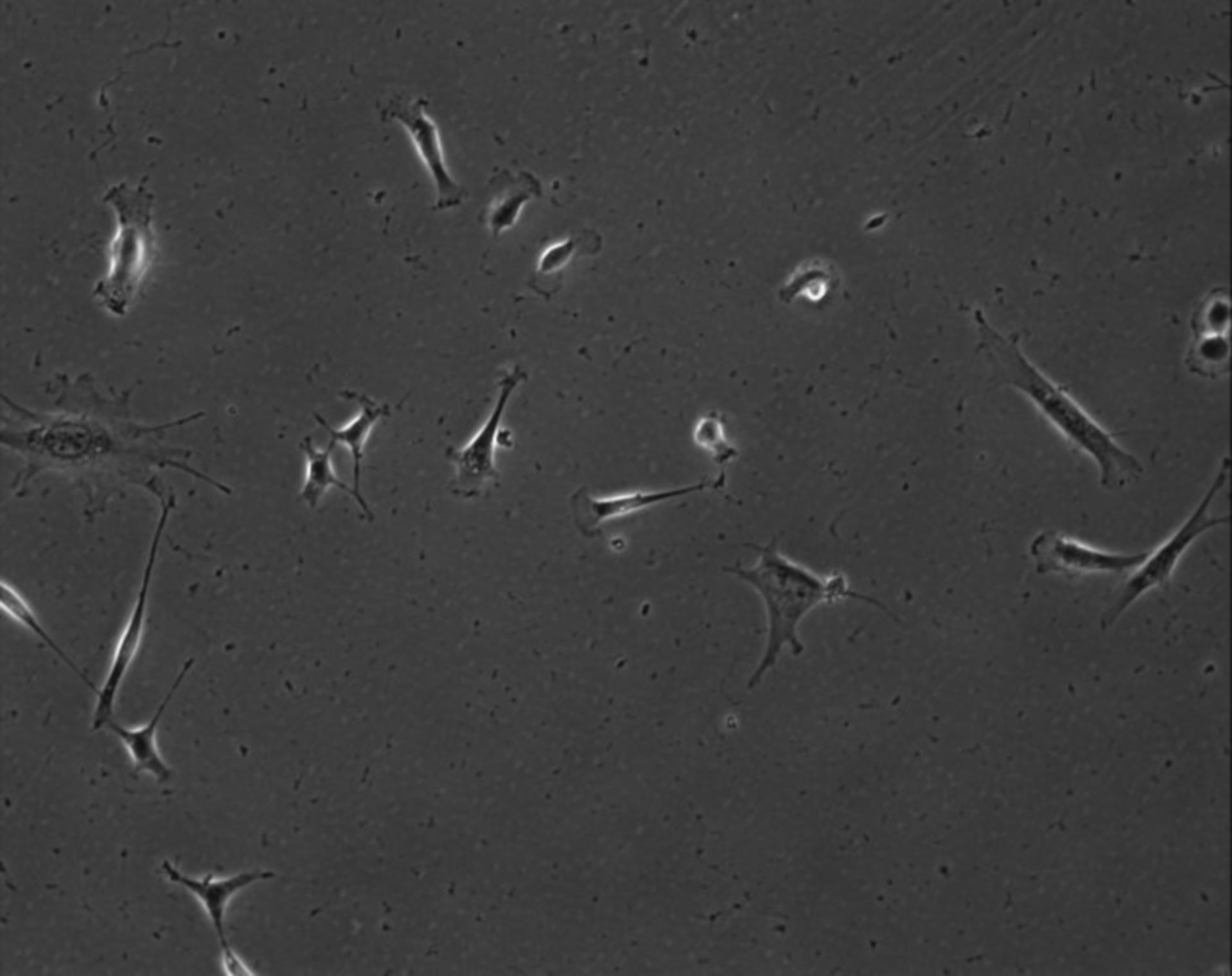 Mus musculus (Extracellular matrix part) - CIL:7911