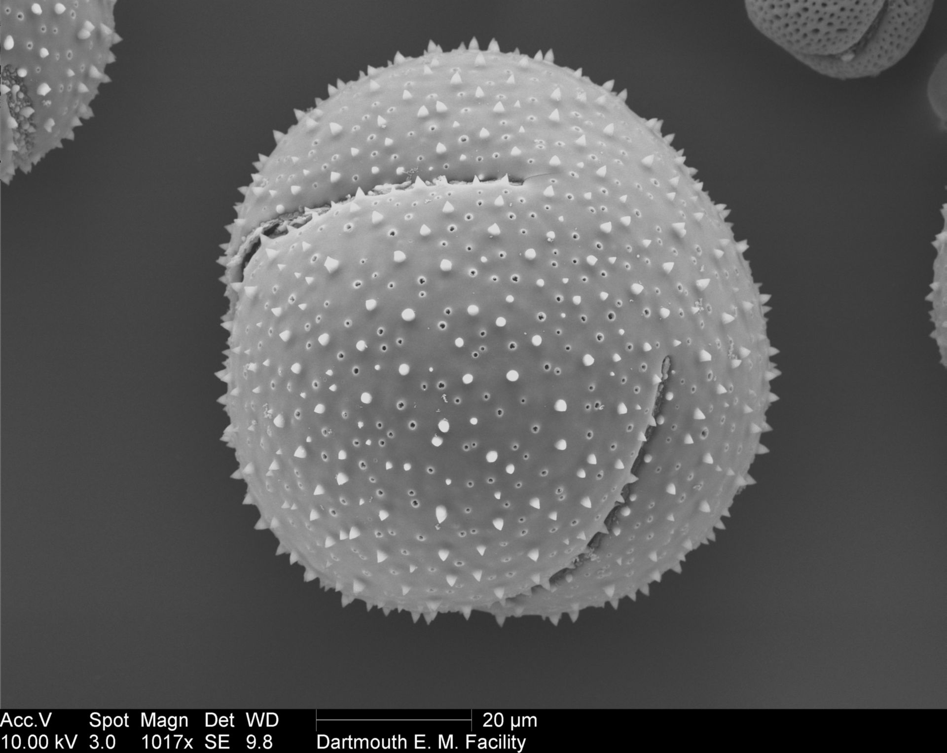 Epiphyllum (Pollen wall) - CIL:40349
