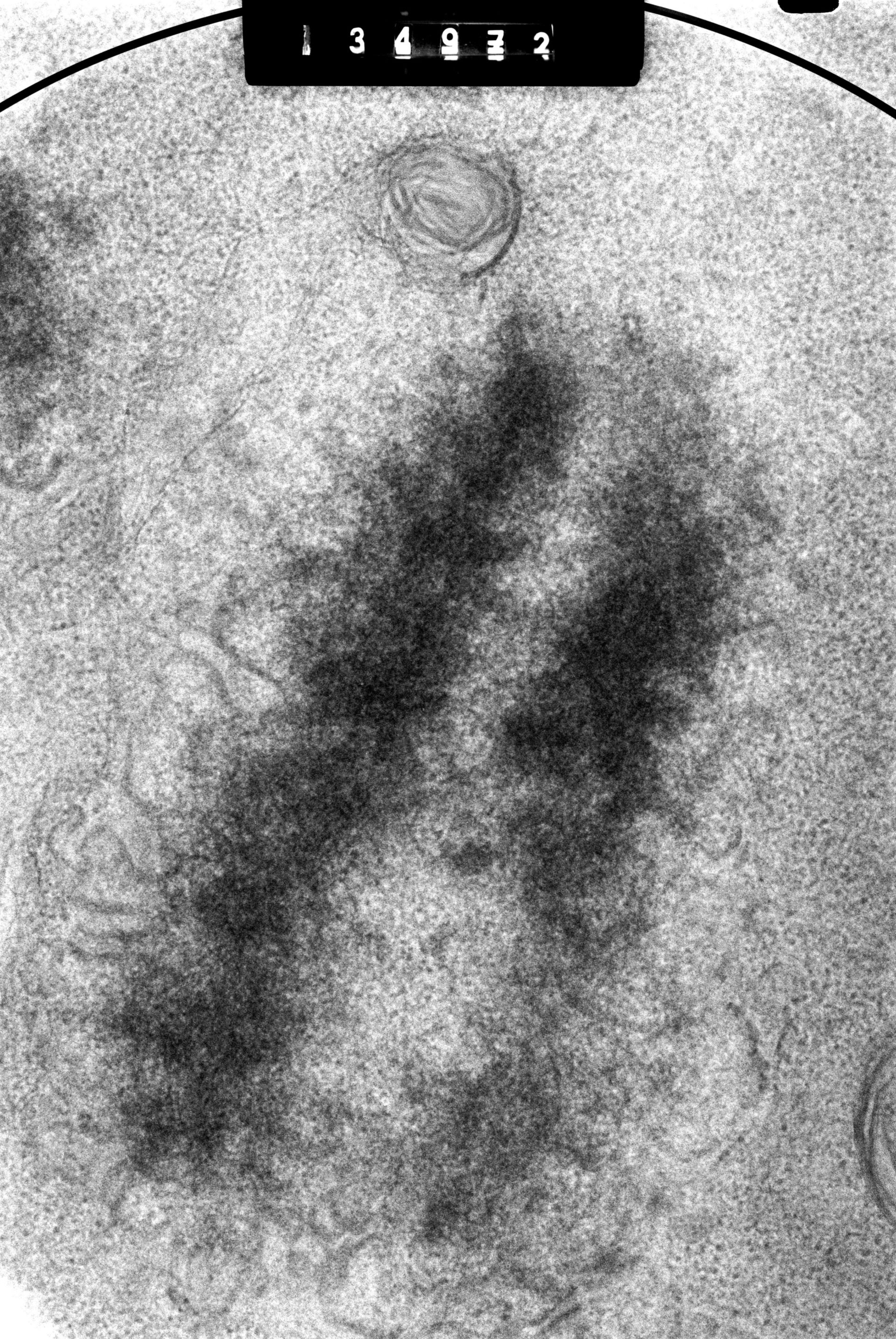 Cricetulus griseus (Nuclear chromosome) - CIL:41728