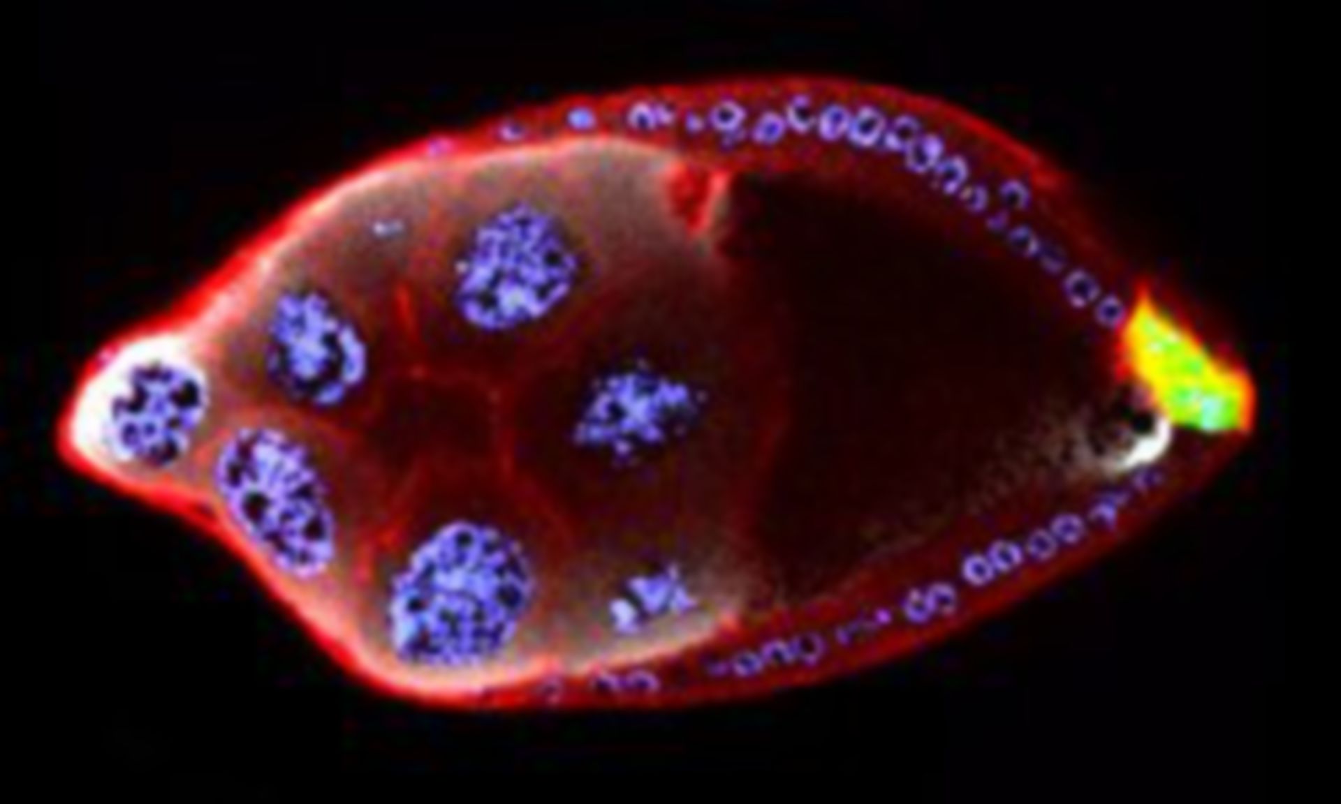 Drosophila melanogaster (Oocyte) - CIL:142