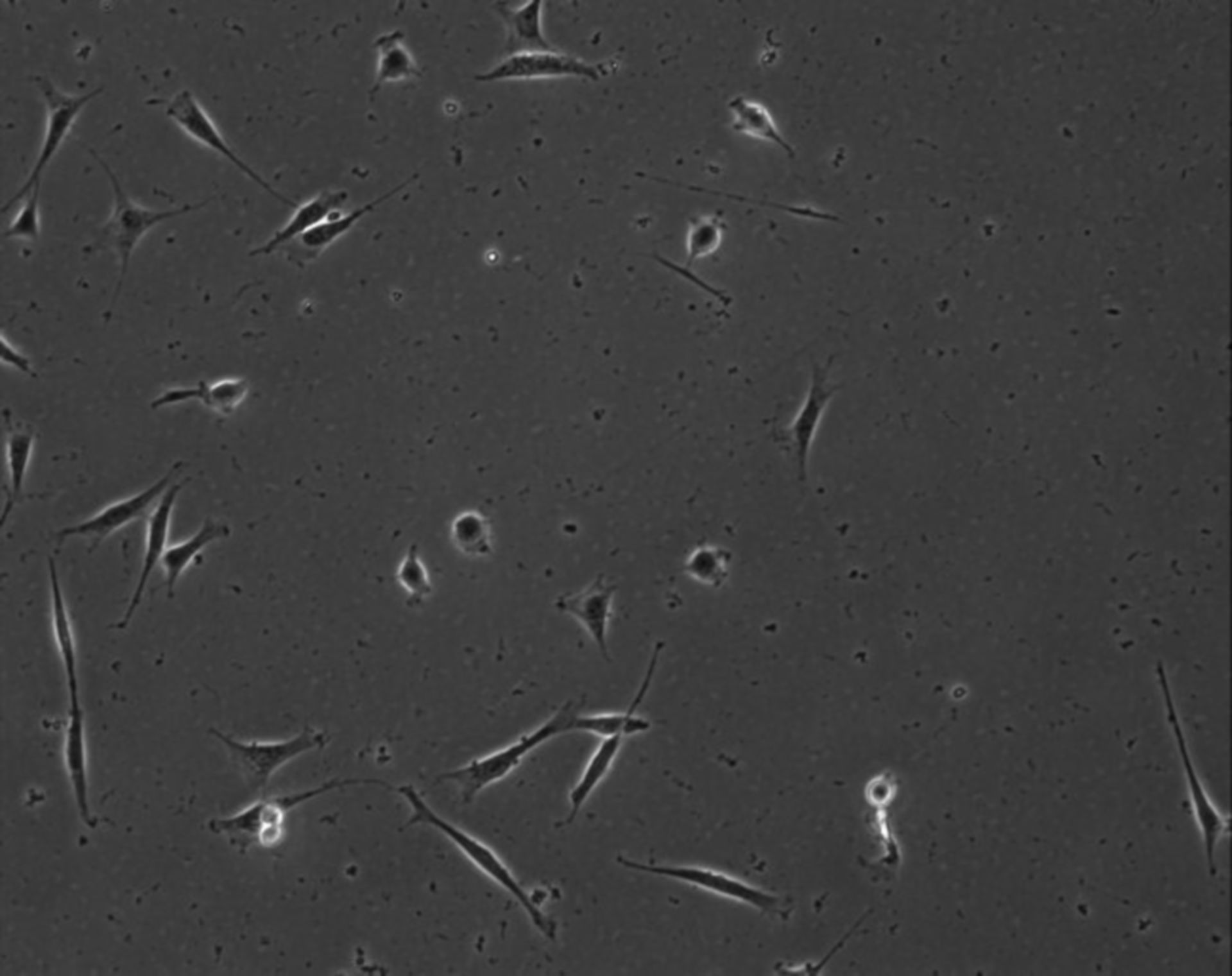 Mus musculus (Extracellular matrix part) - CIL:8926