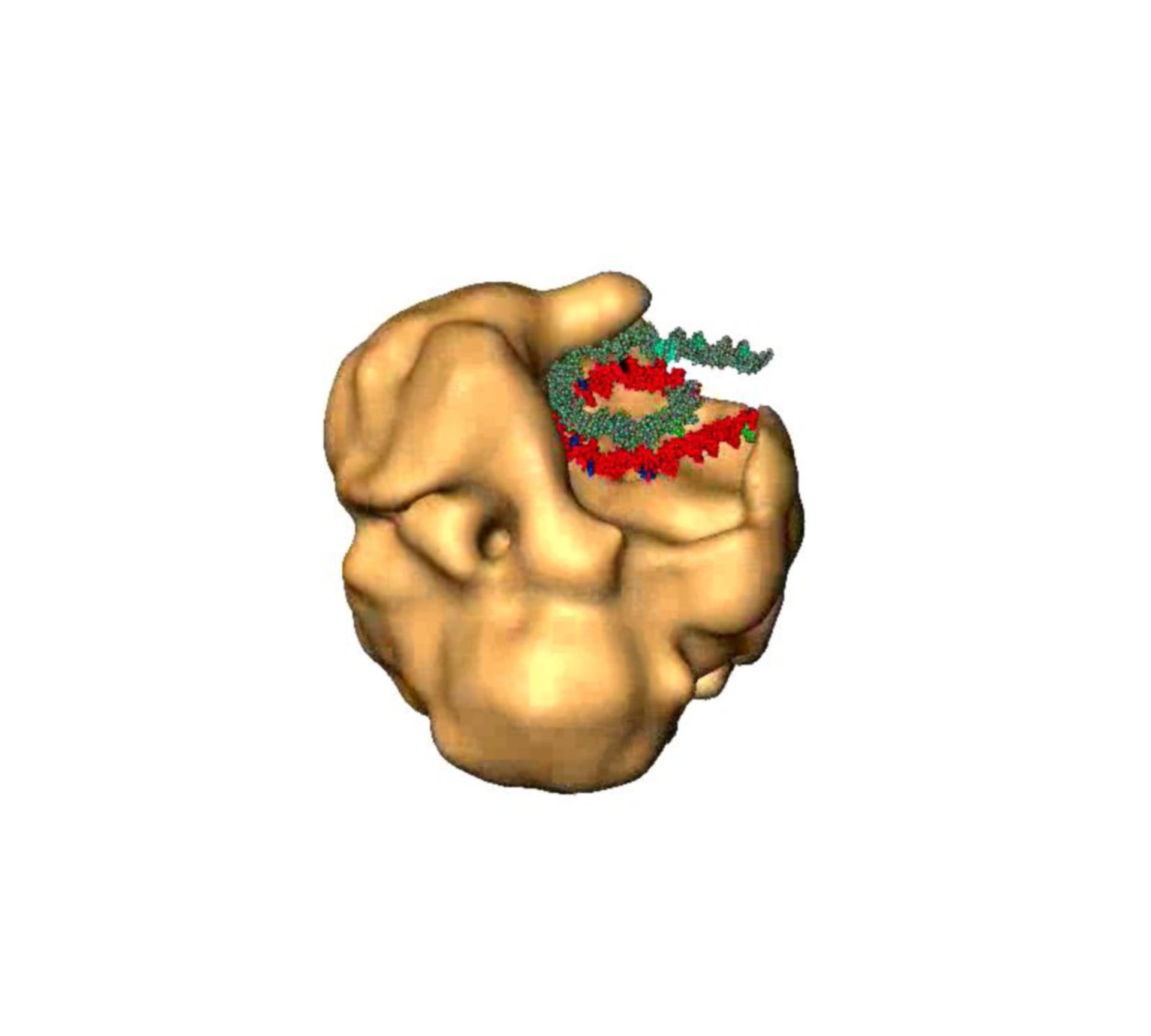 Saccharomyces cerevisiae (SWI/SNF complex) - CIL:7807