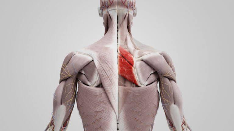 Musculus rhomboideus major - DocCheck